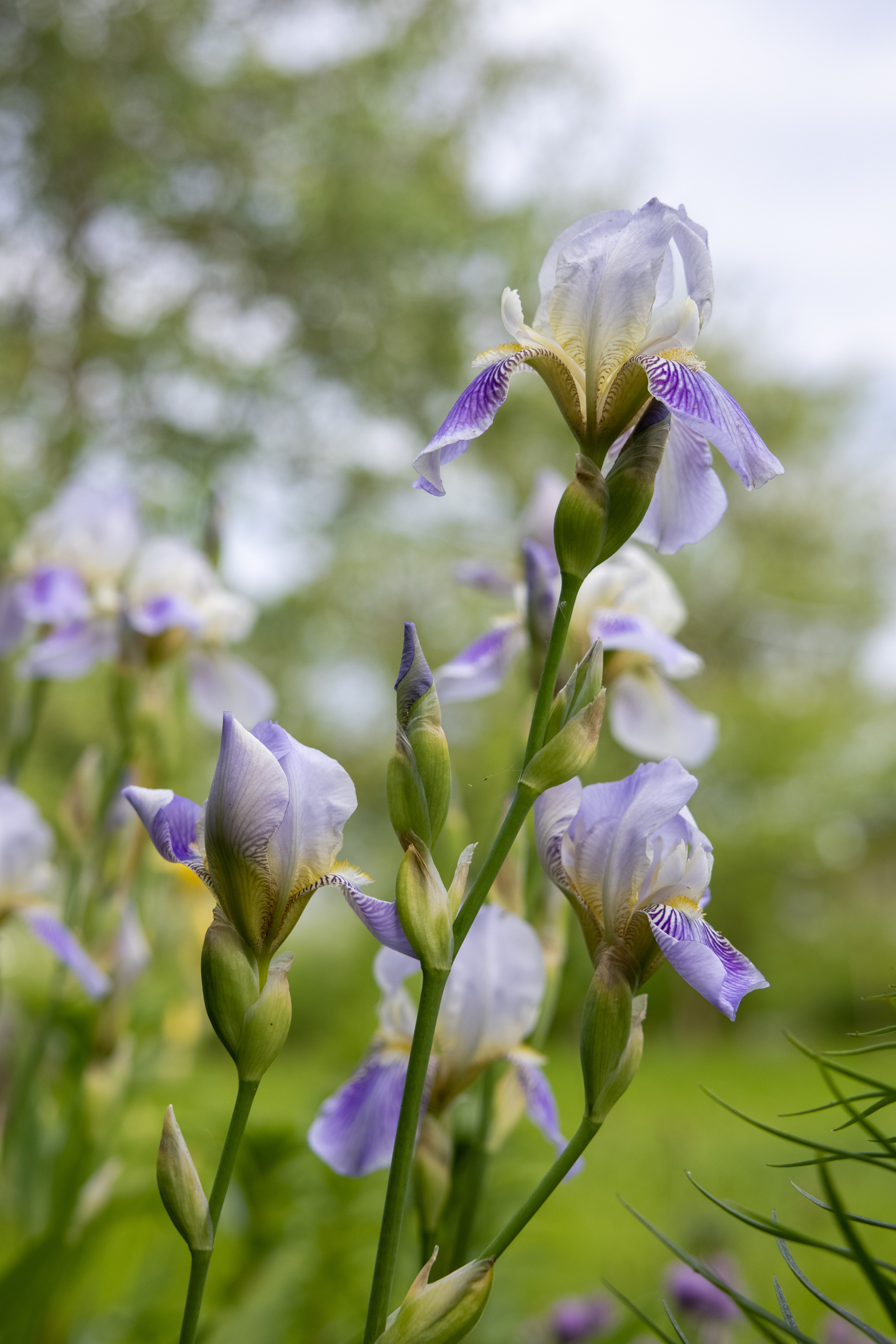 Цветение ириса