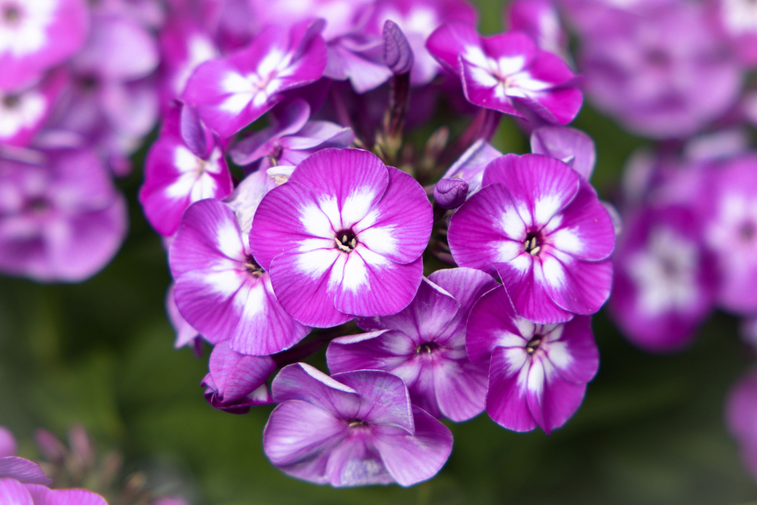 Флокс метельчатый