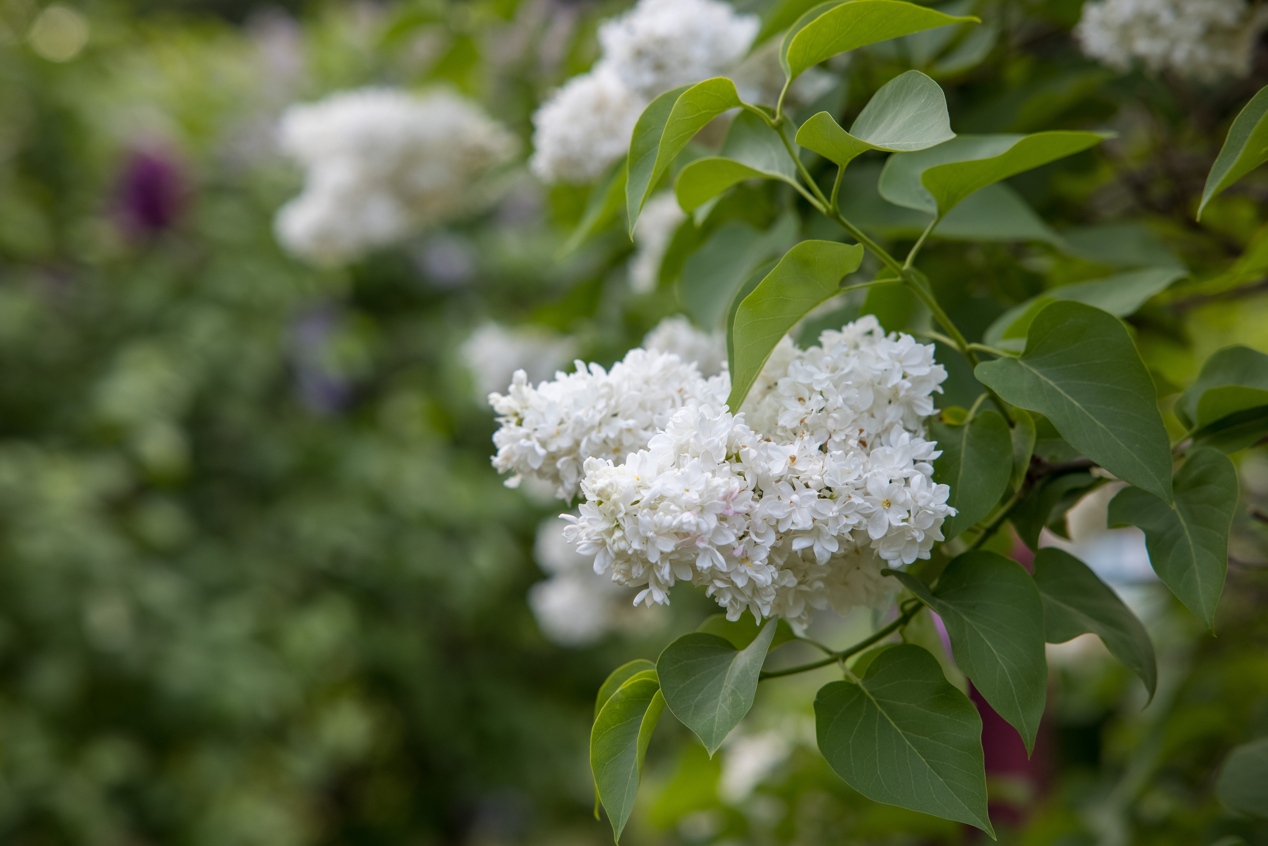 Сирень сорта Флора (Flora), который считается лучшим среди белоцветковых форм сирени
