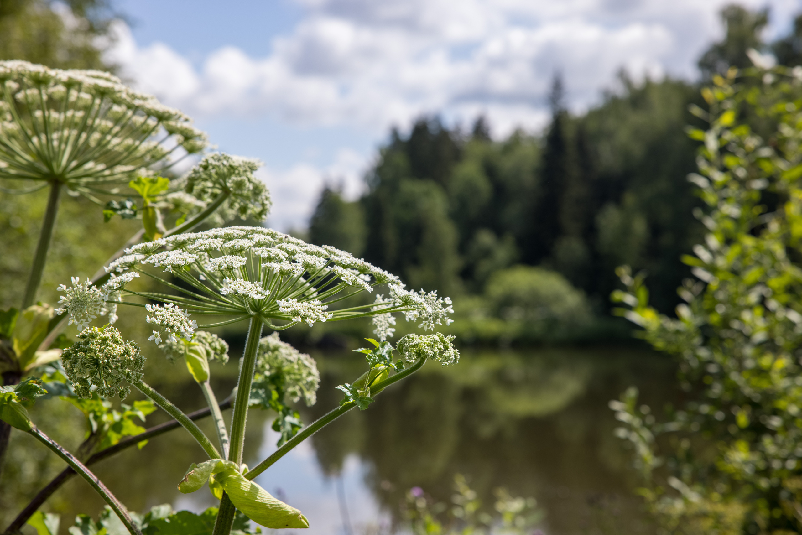 Борщевик Сосновского впервые был описан в 1944 году как силосное растение