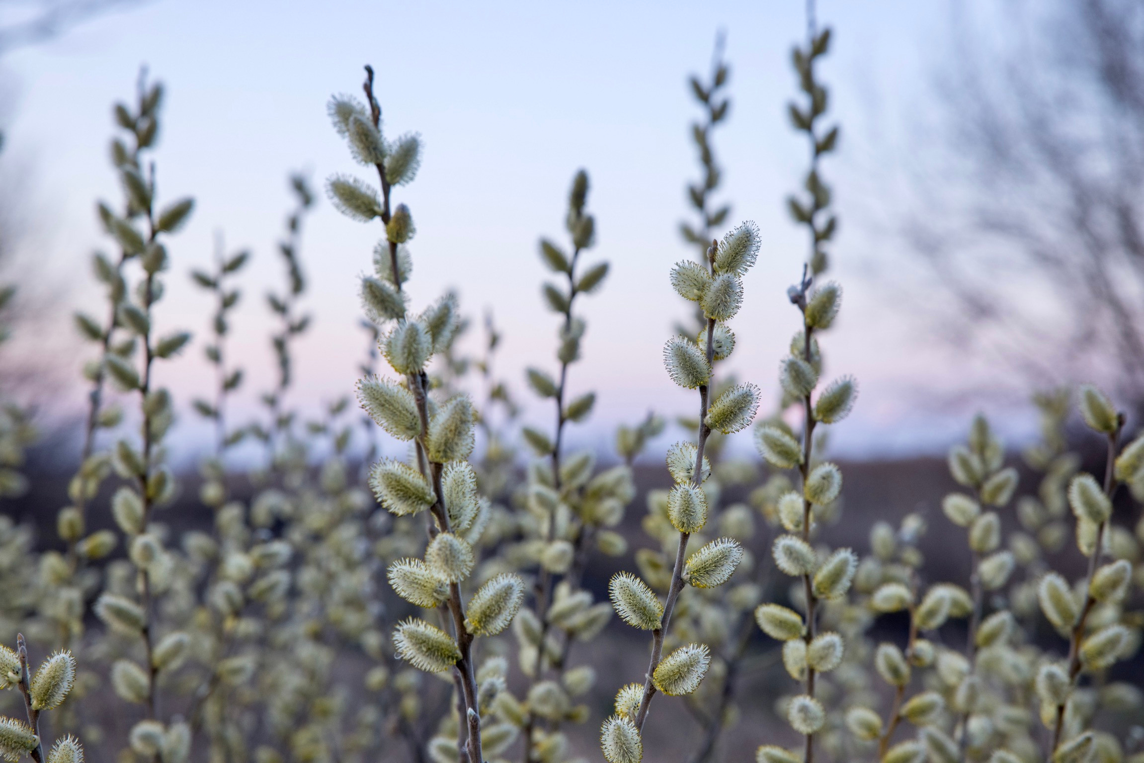 Ива разноцветная в Эртильском районе Воронежской области