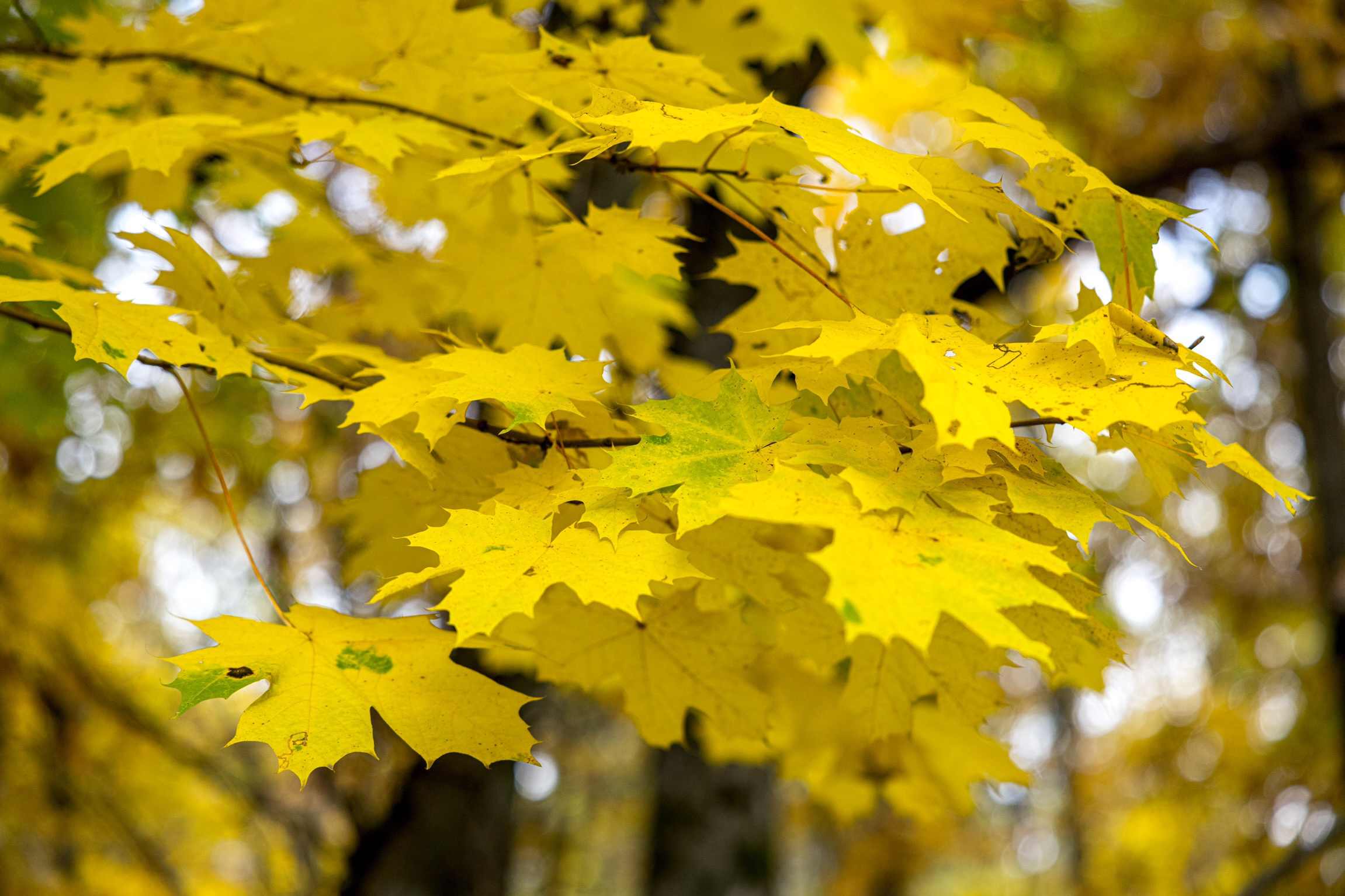 Краски осени