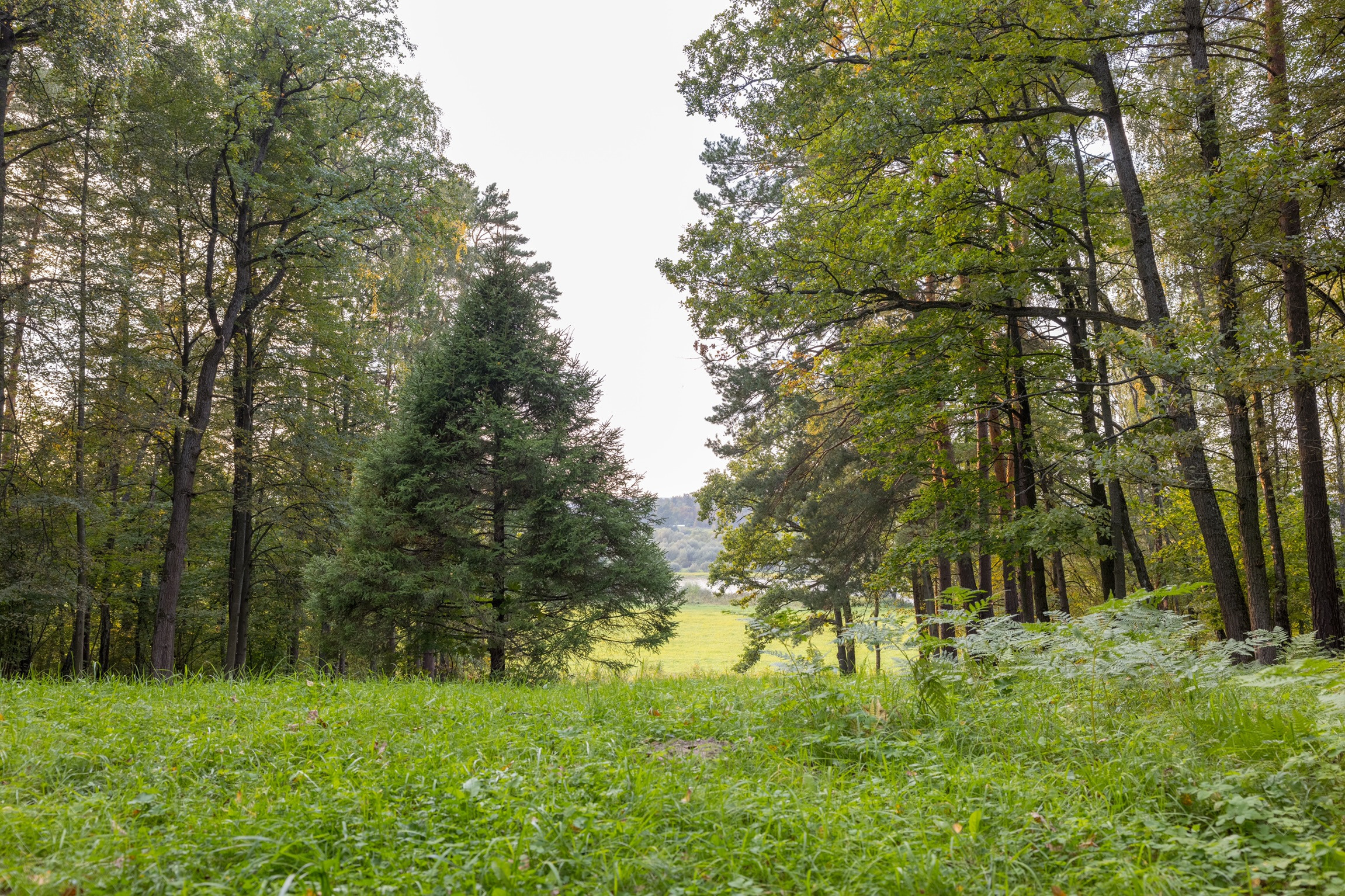 Просека в усадьбе художника Василия Поленова