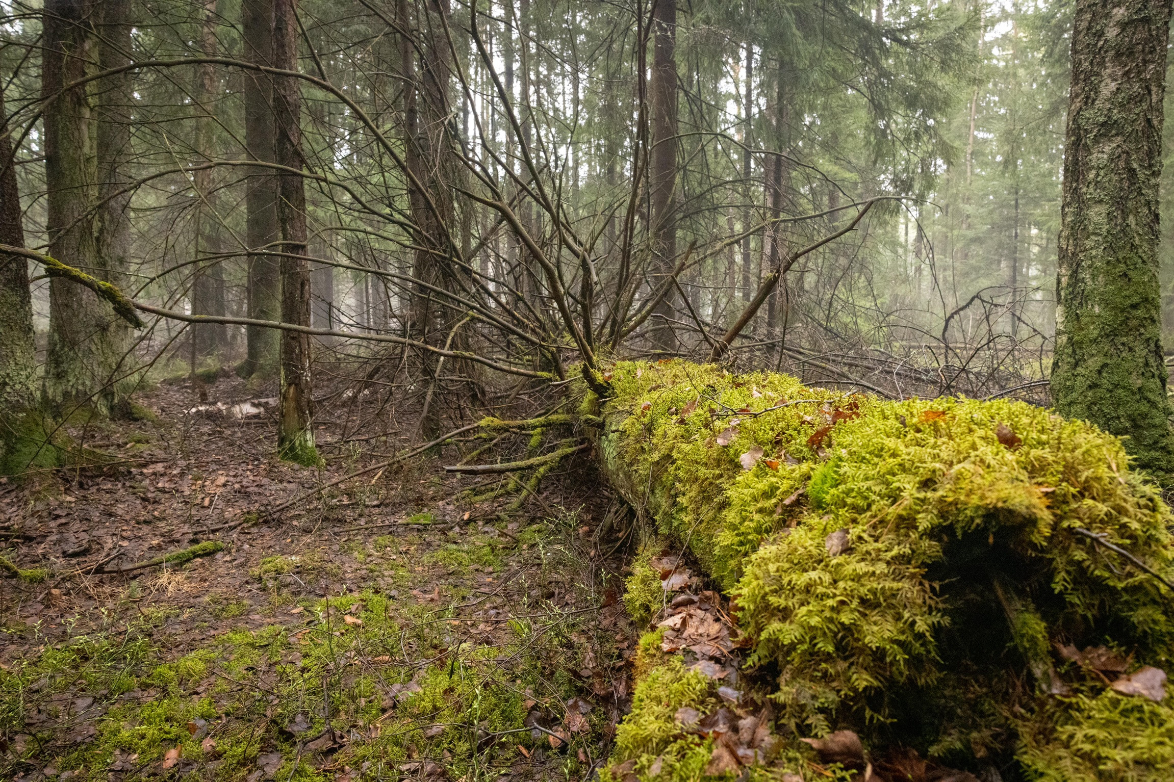 Сайт фотографа Андрея Басова