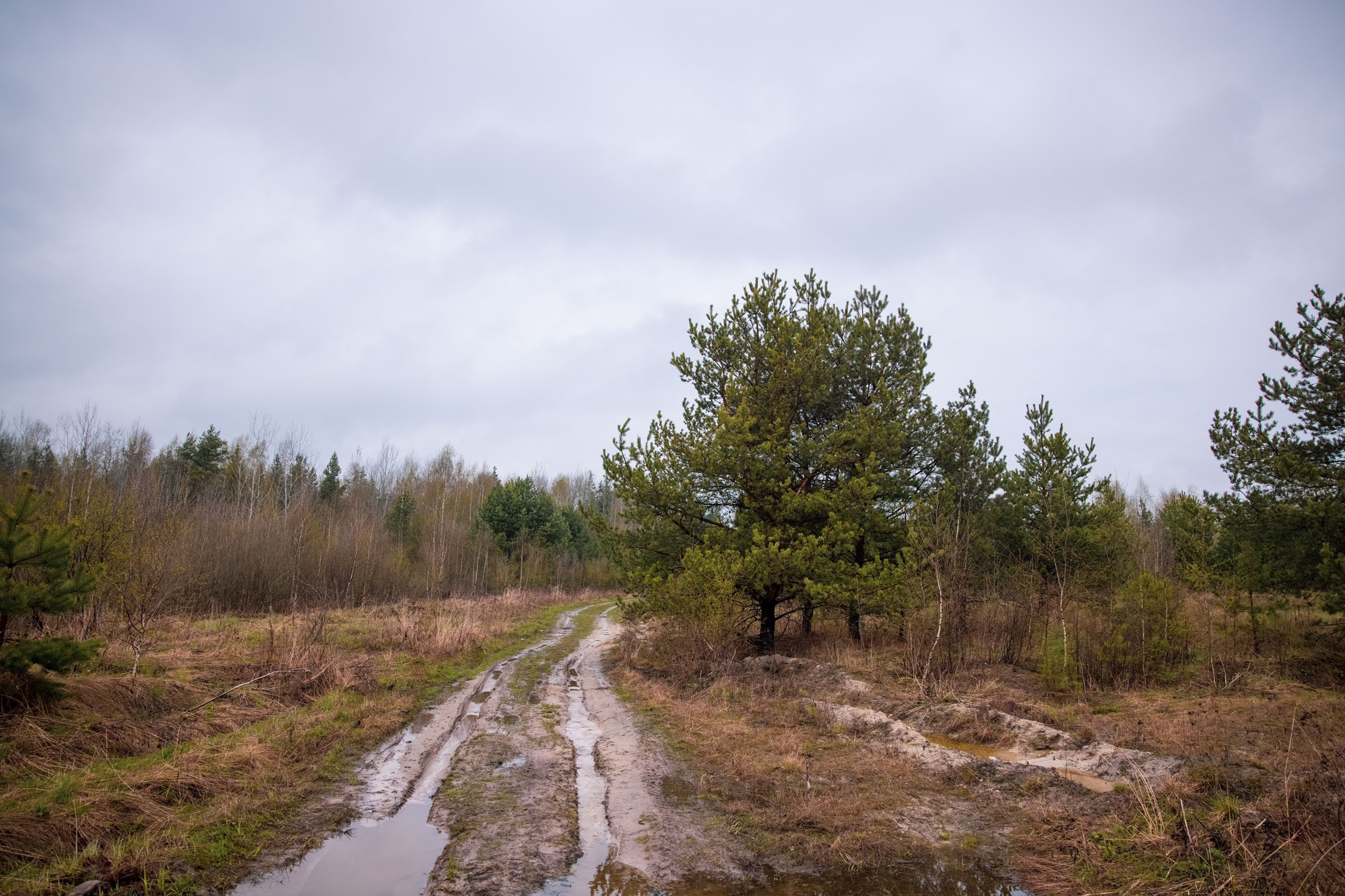 Весенняя дорога в Орехово-Зуевском районе Подмосковья