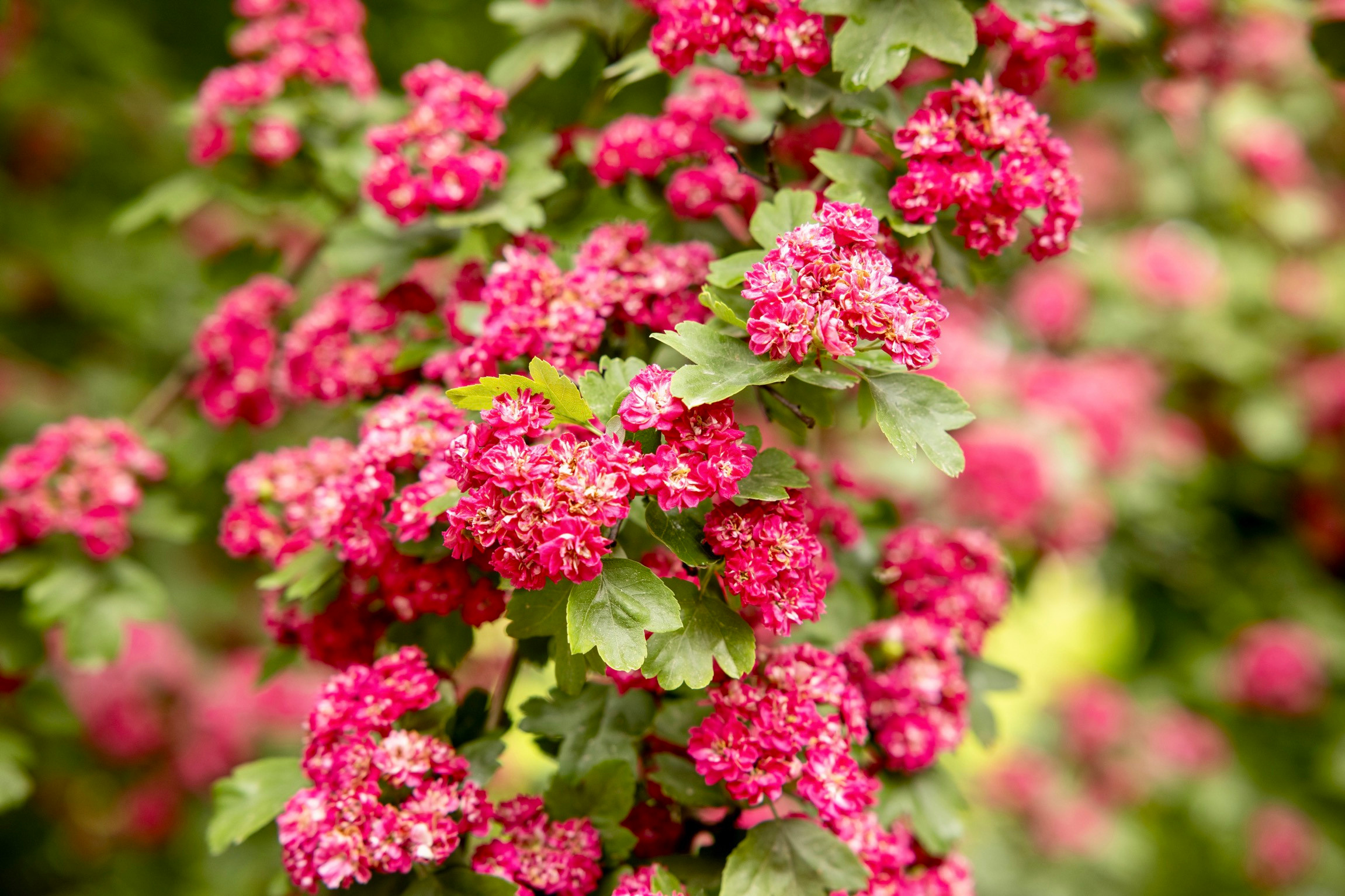 Цветы боярышника