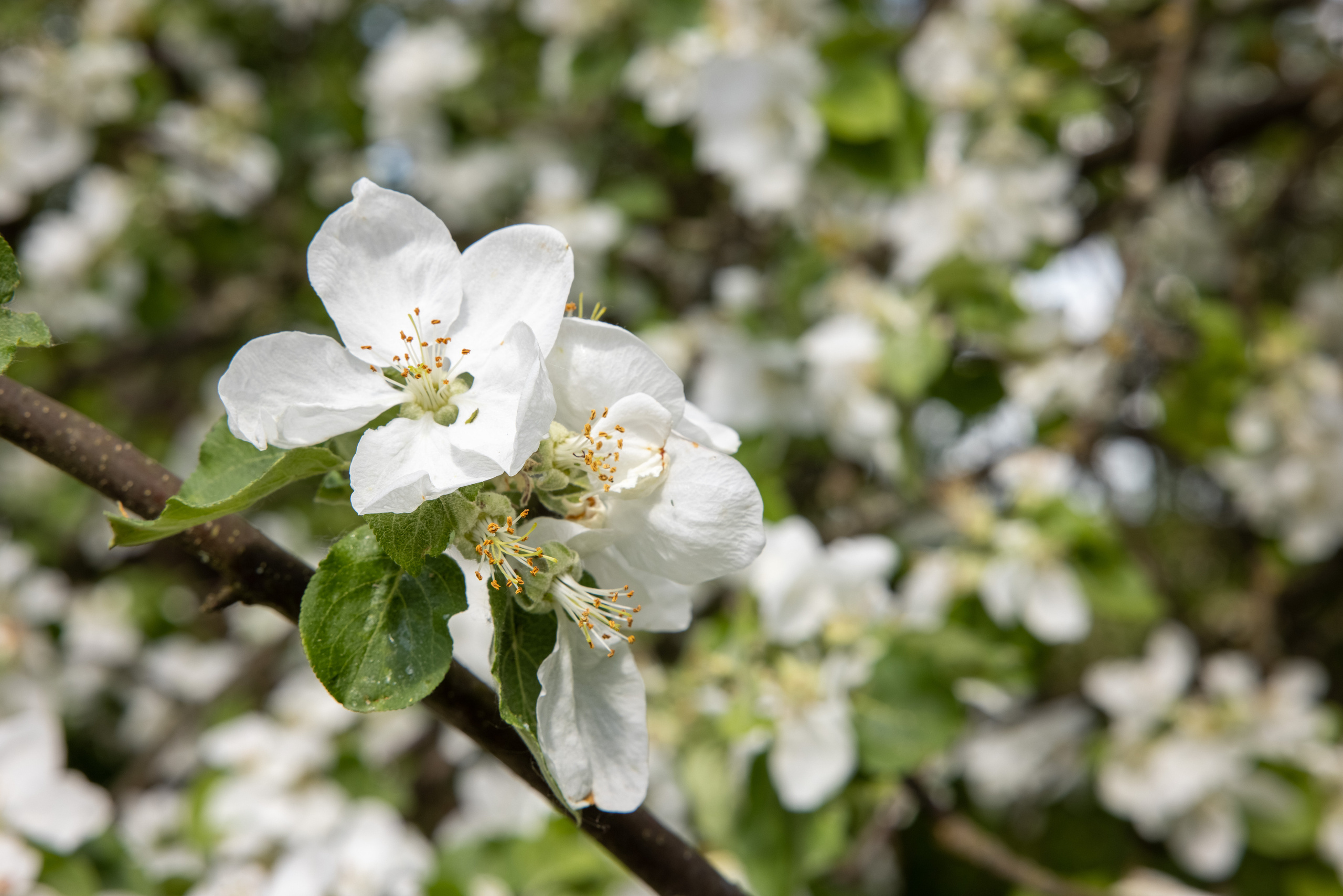 Цветущая яблоня