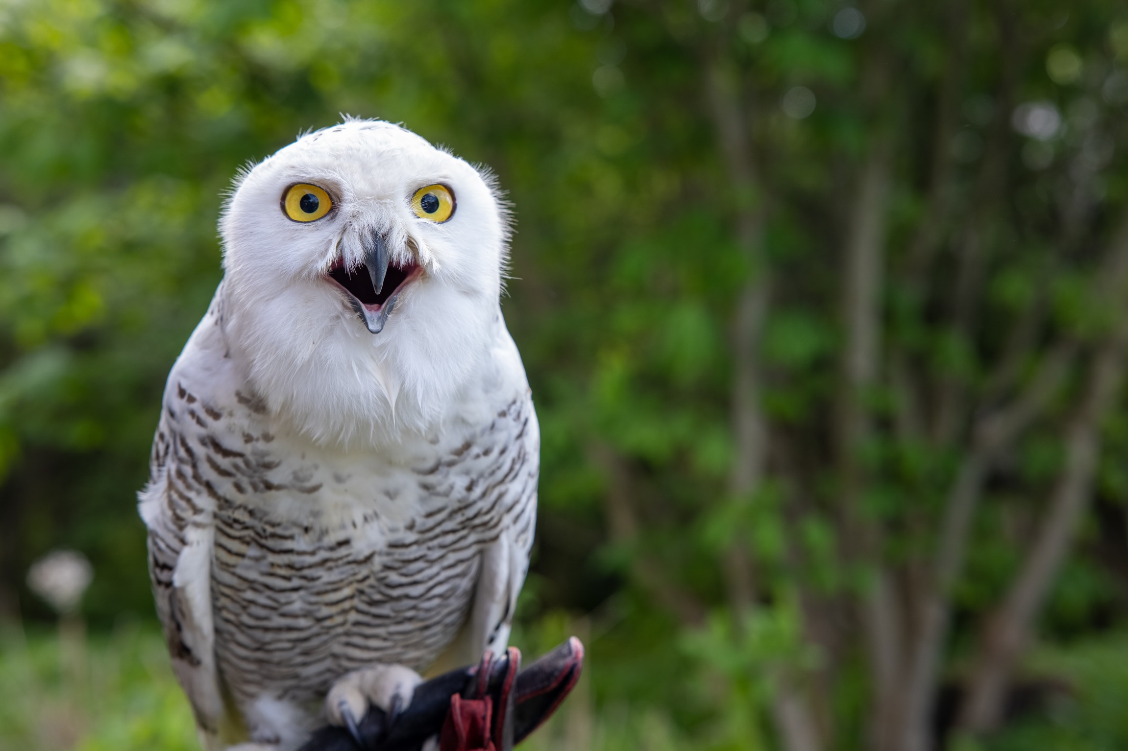 Белая сова на совином фэсте. Фотограф Андрей Басов