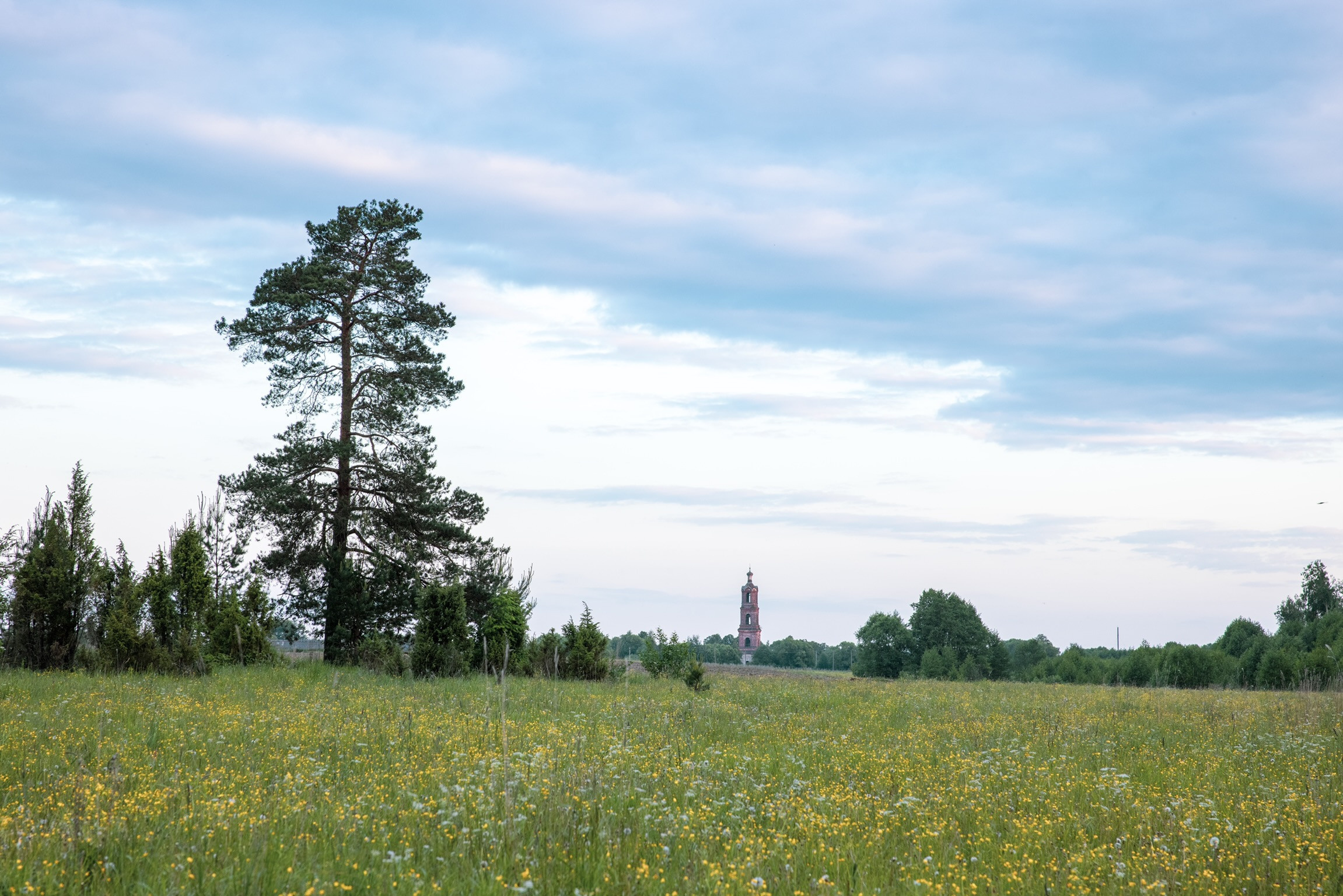 Летнее поле в Шуйском районе Ивановской области. Фотограф Андрей Басов