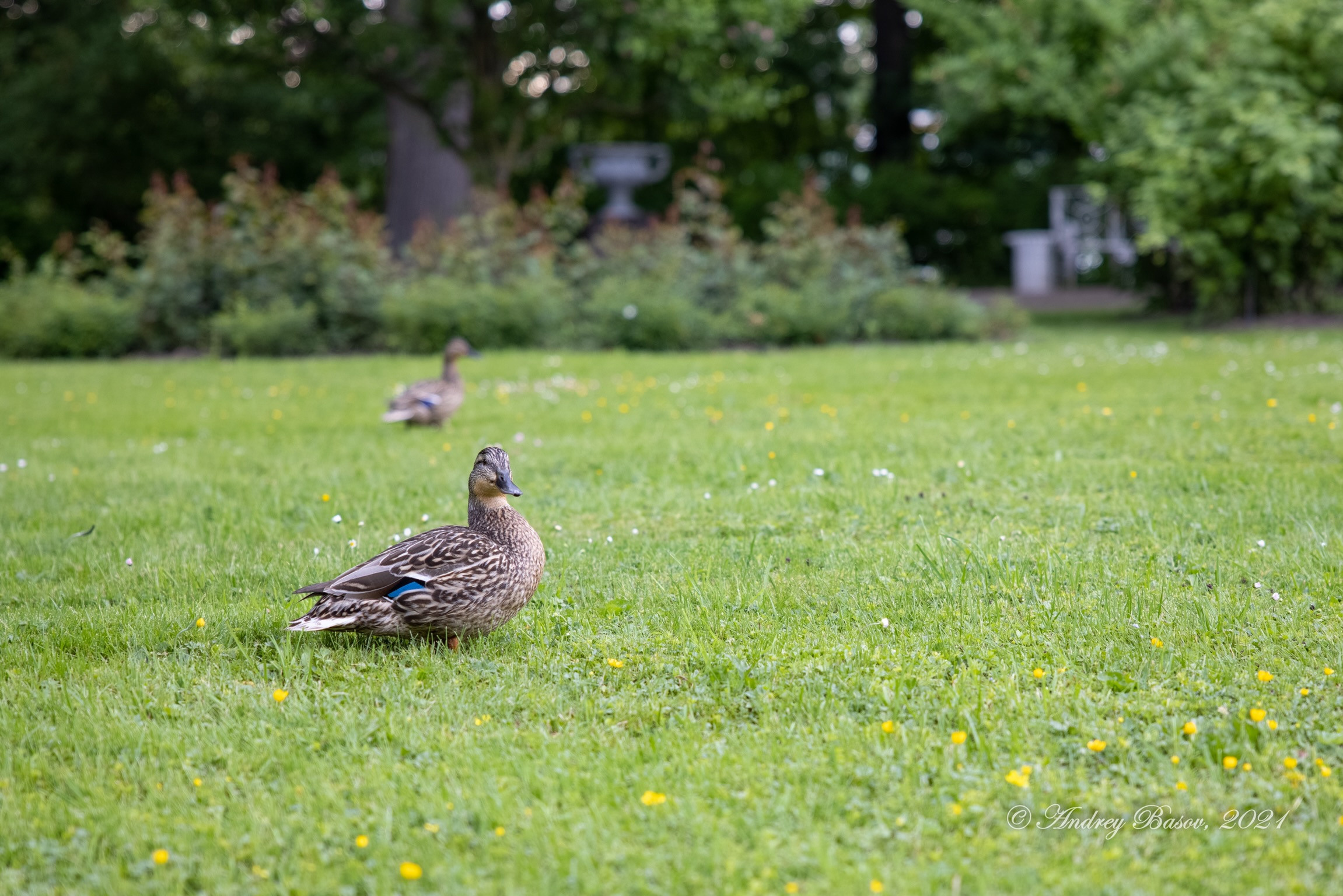 Утка из Екатерининской усадьбы