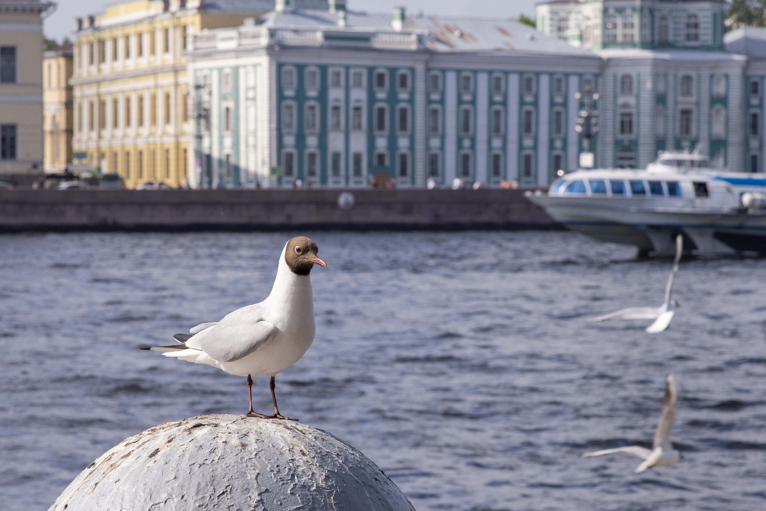Чайка, Нева и Кунсткамера в Санкт-Петербурге