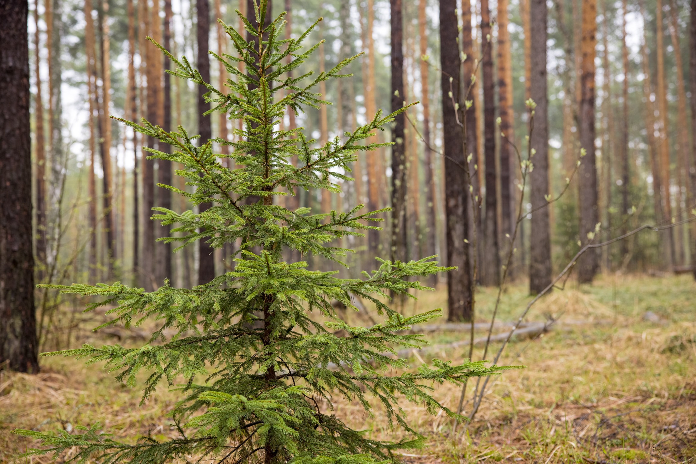 Лес Орехово-Зуевского района Московской области