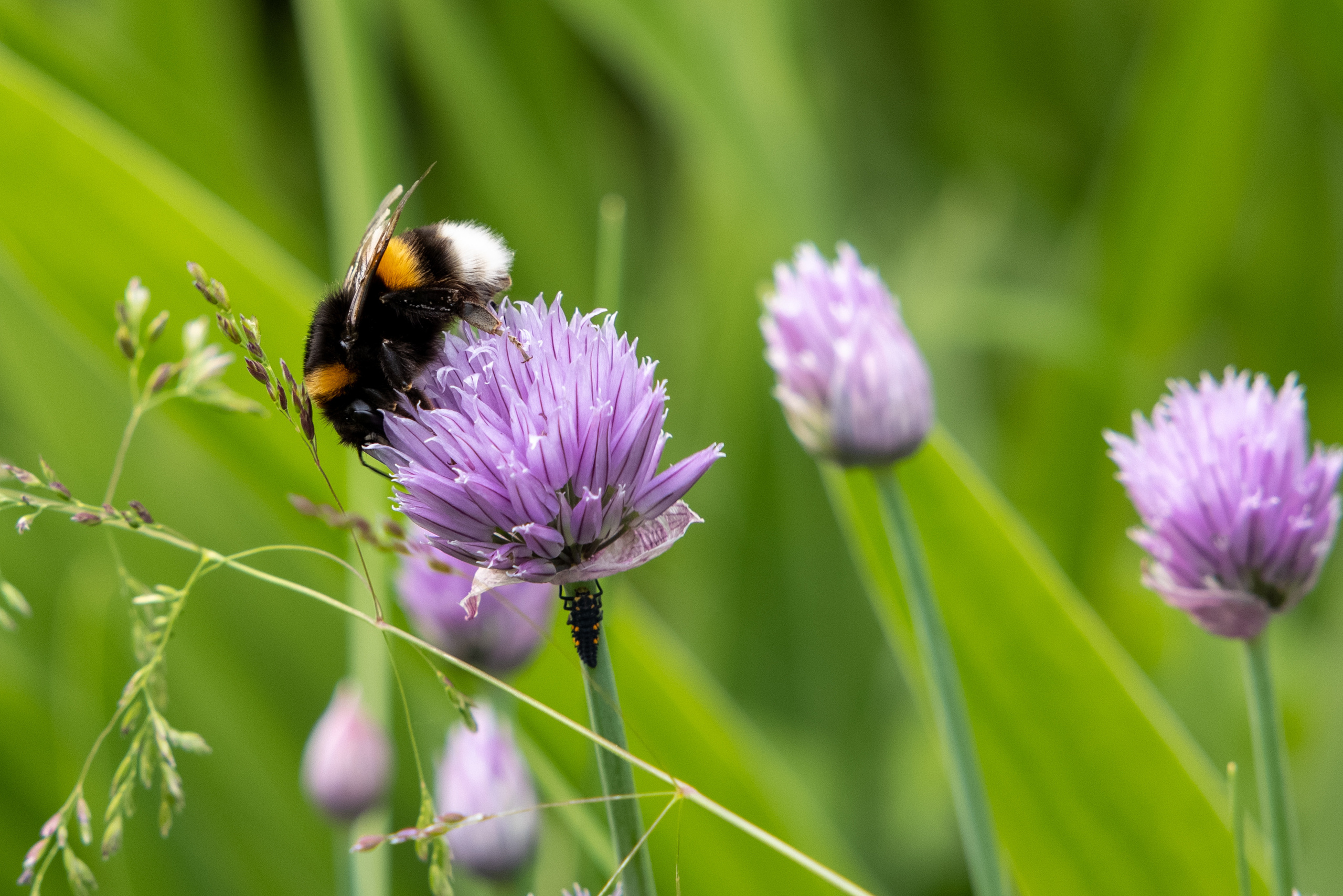 Лук и шмель
