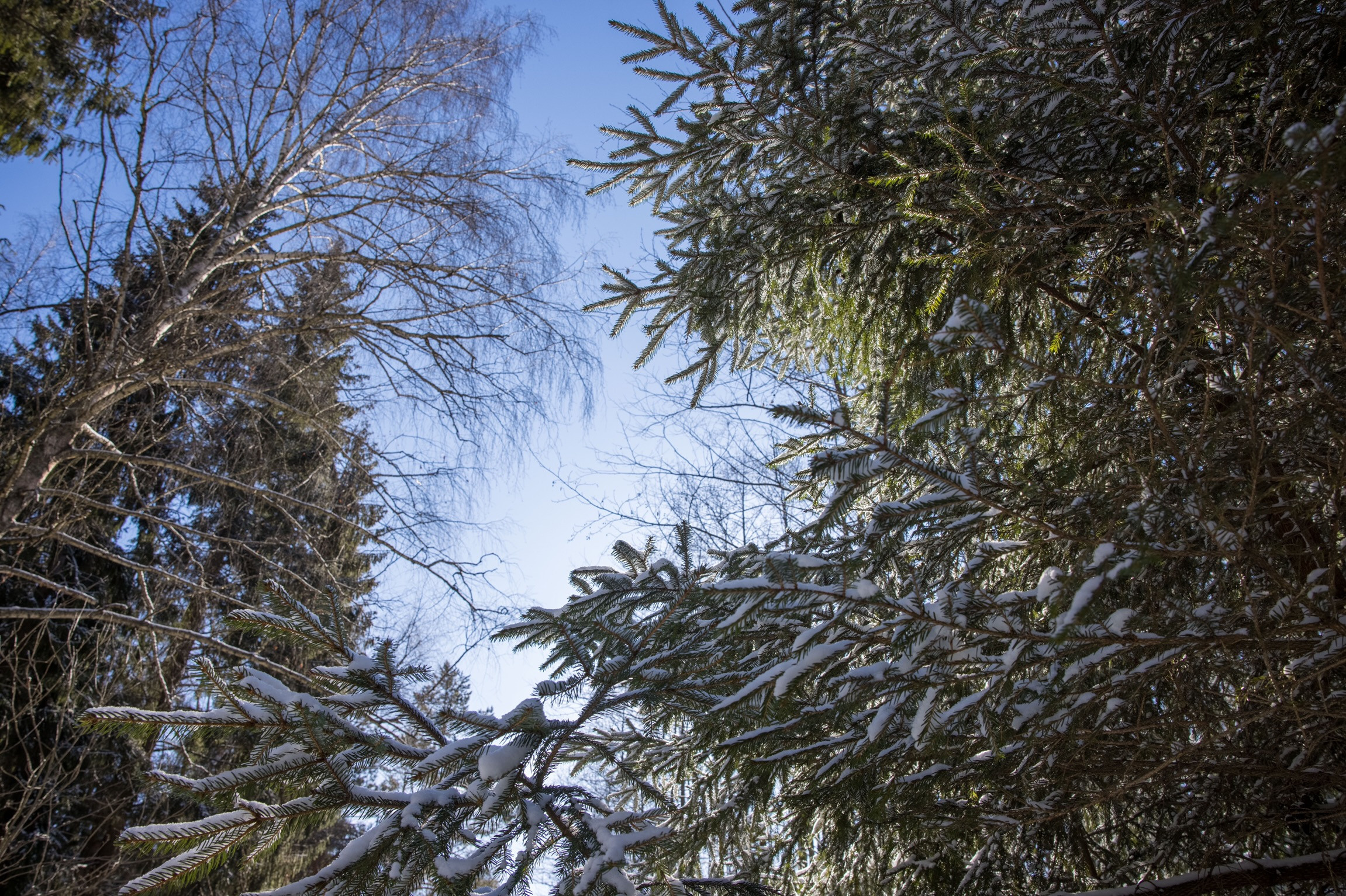 Зимний лес у деревни Афанасьевское Шуйского района Ивановской области