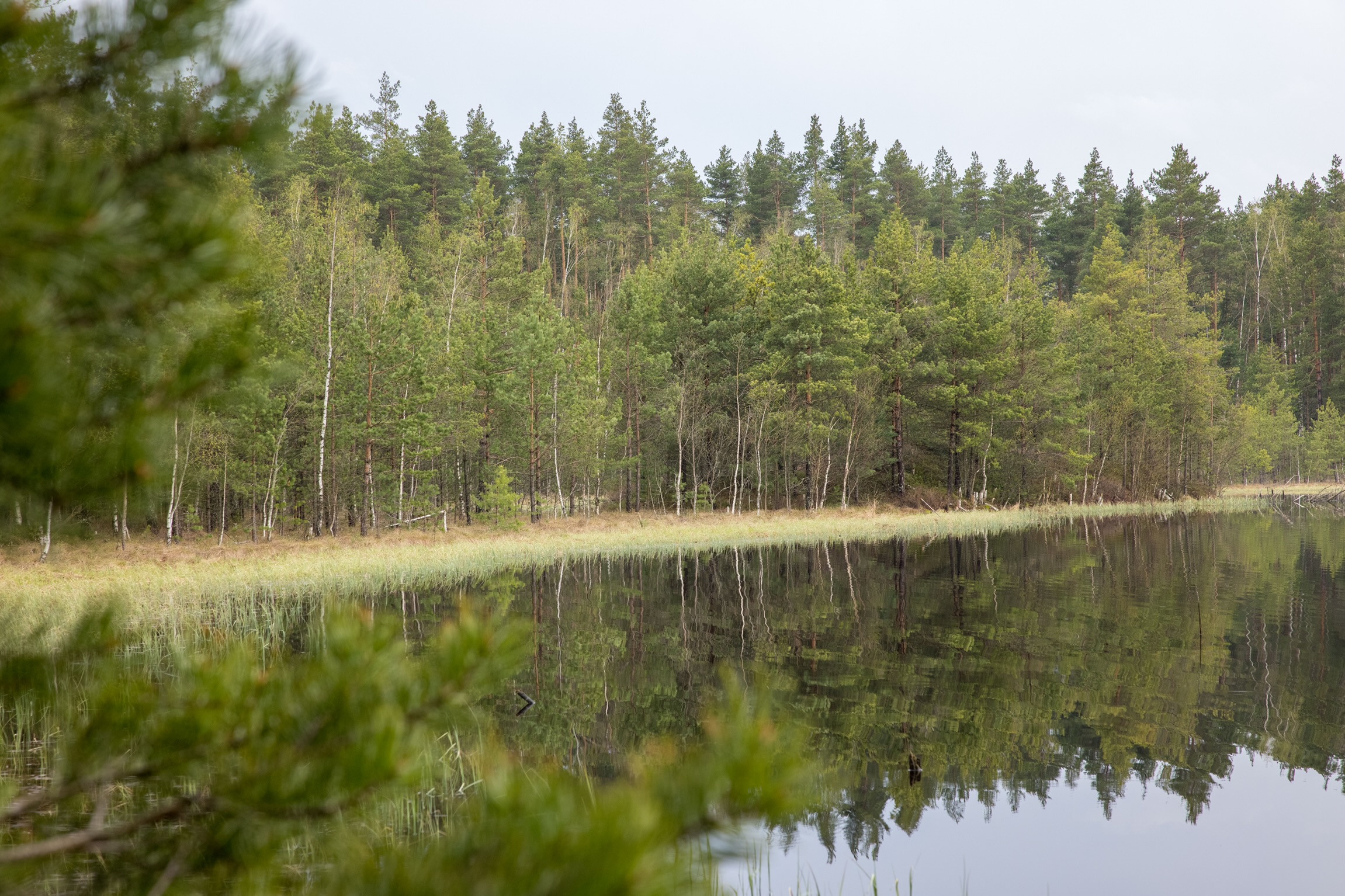 Озеро в лесу у деревни Заполицы Орехово-Зуевского района Московской области