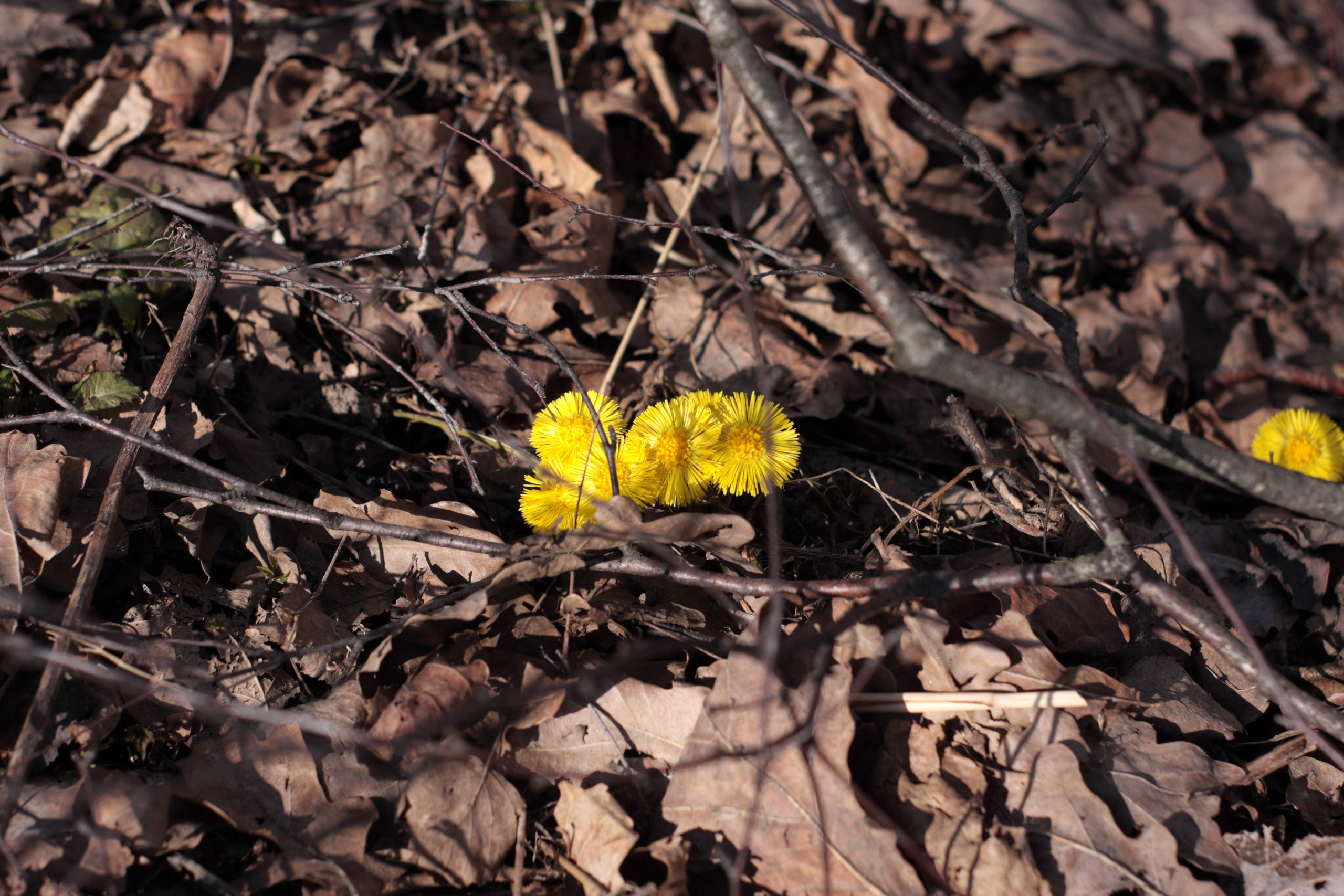 Старое природное, отбирала Katamount (Катерина Горохова). Главная