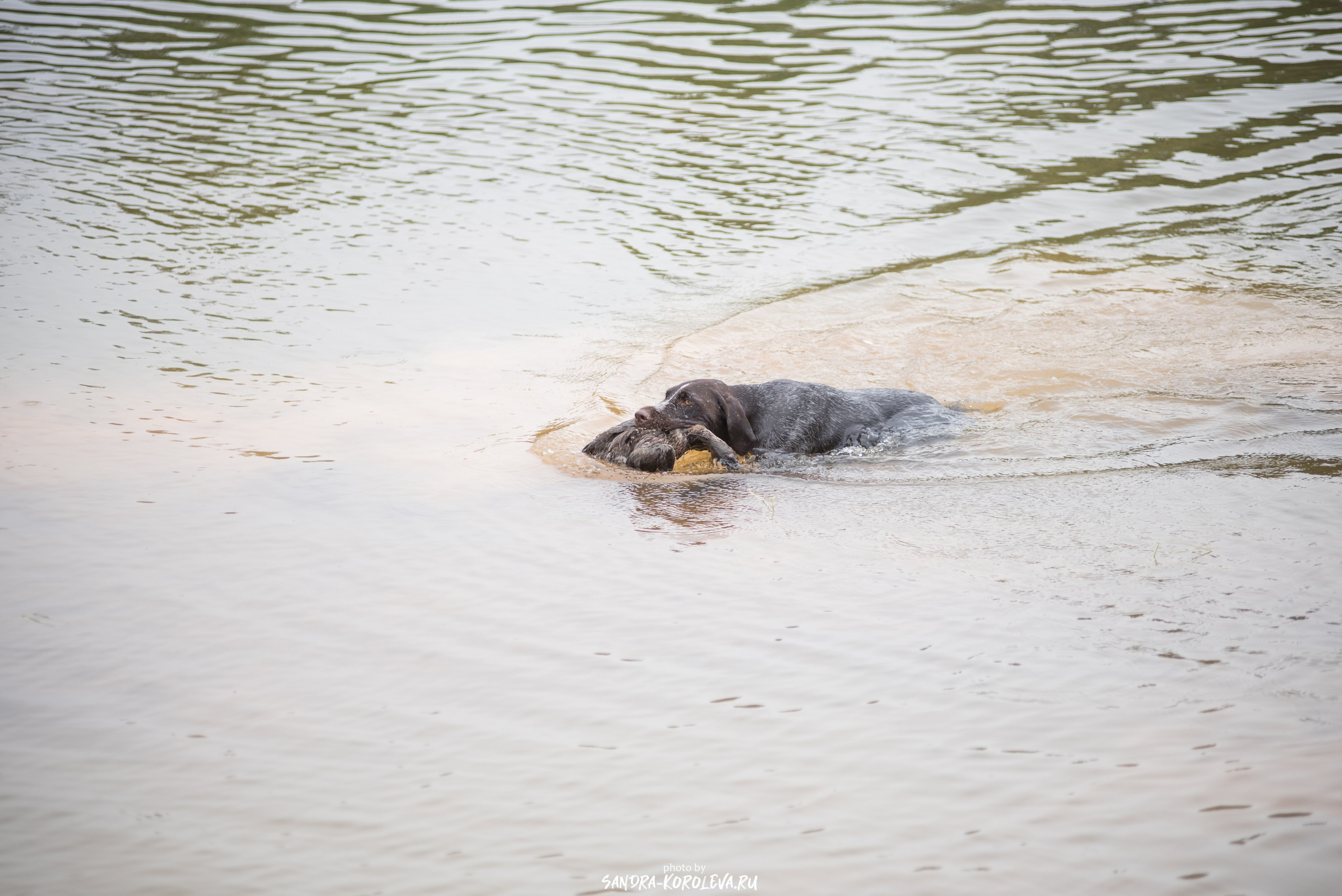 Рабочие дипломы. Главная