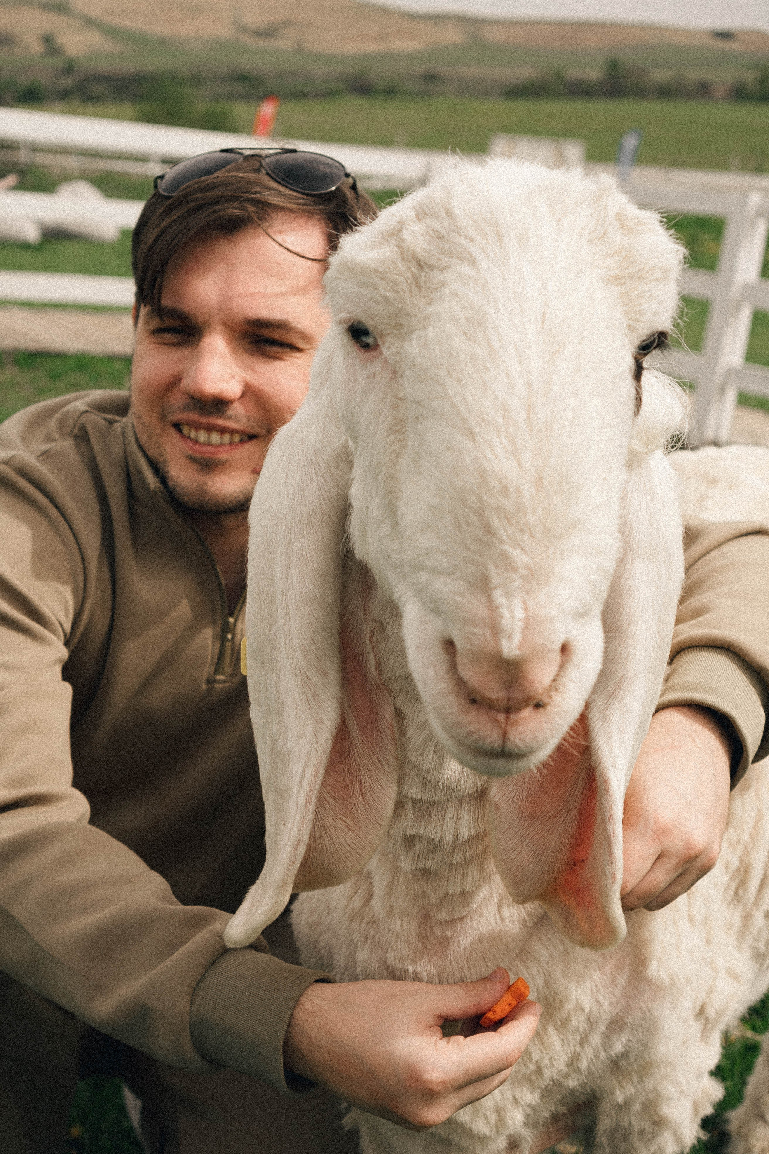 Ферма Альпак. Профессиональный фотограф, Санкт-Петербург — Виктория Богомолова