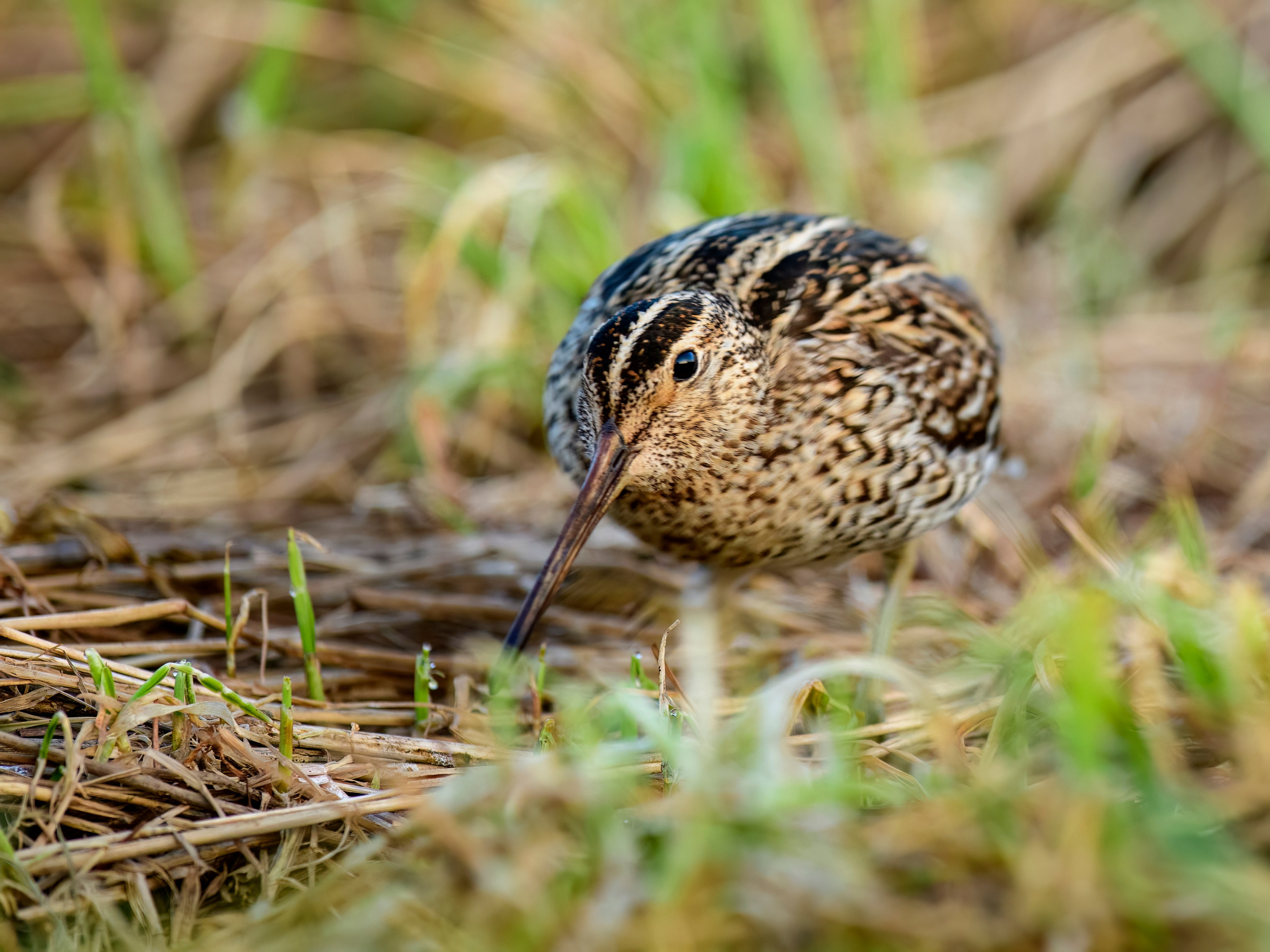 На дупелином току. Фотограф Сергей Пупонин