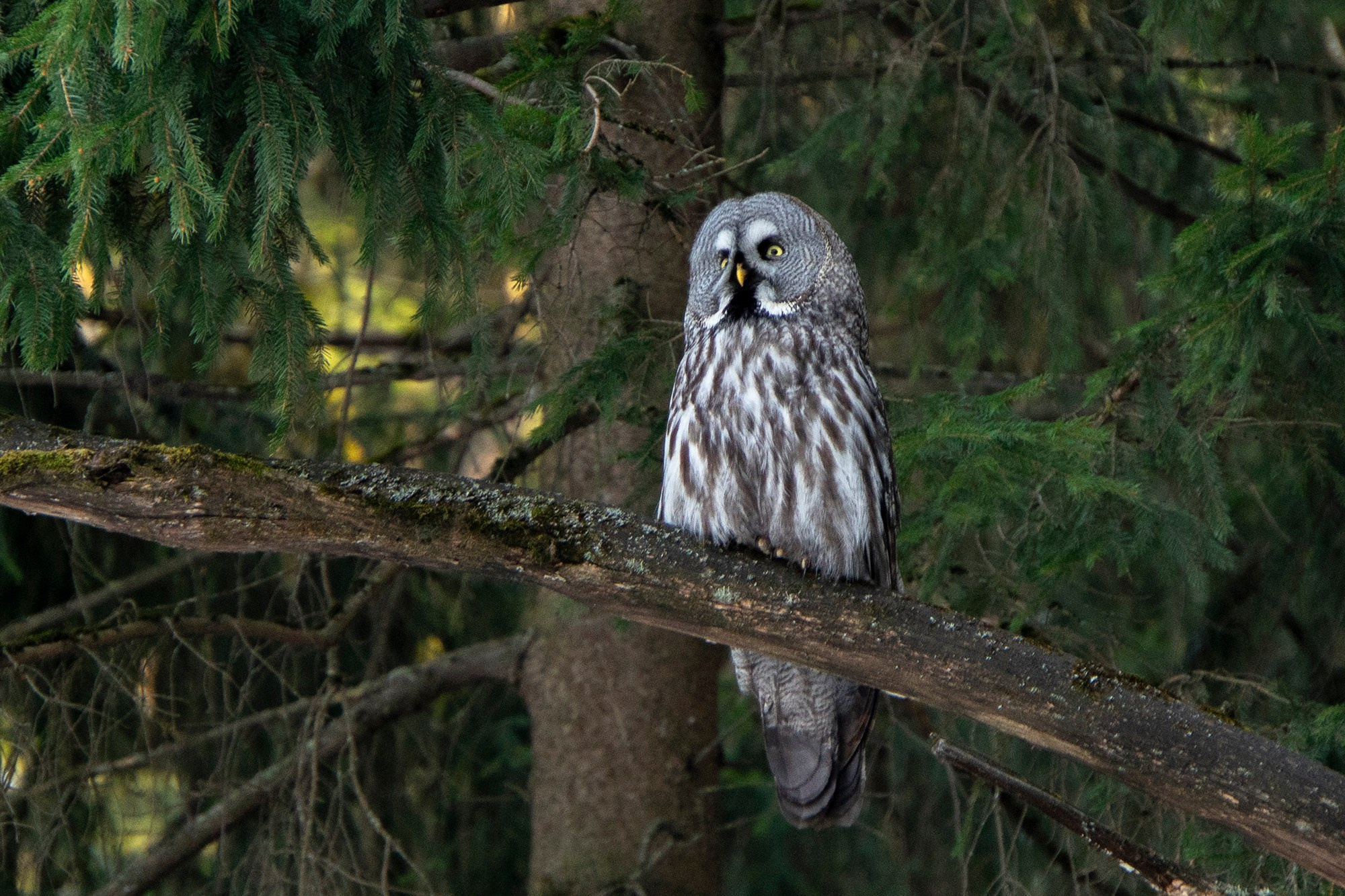 Удивительные мир птиц. Вокруг нас столько прекрасного — присмотритесь!. Ваш личный фотограф Марина Волкова