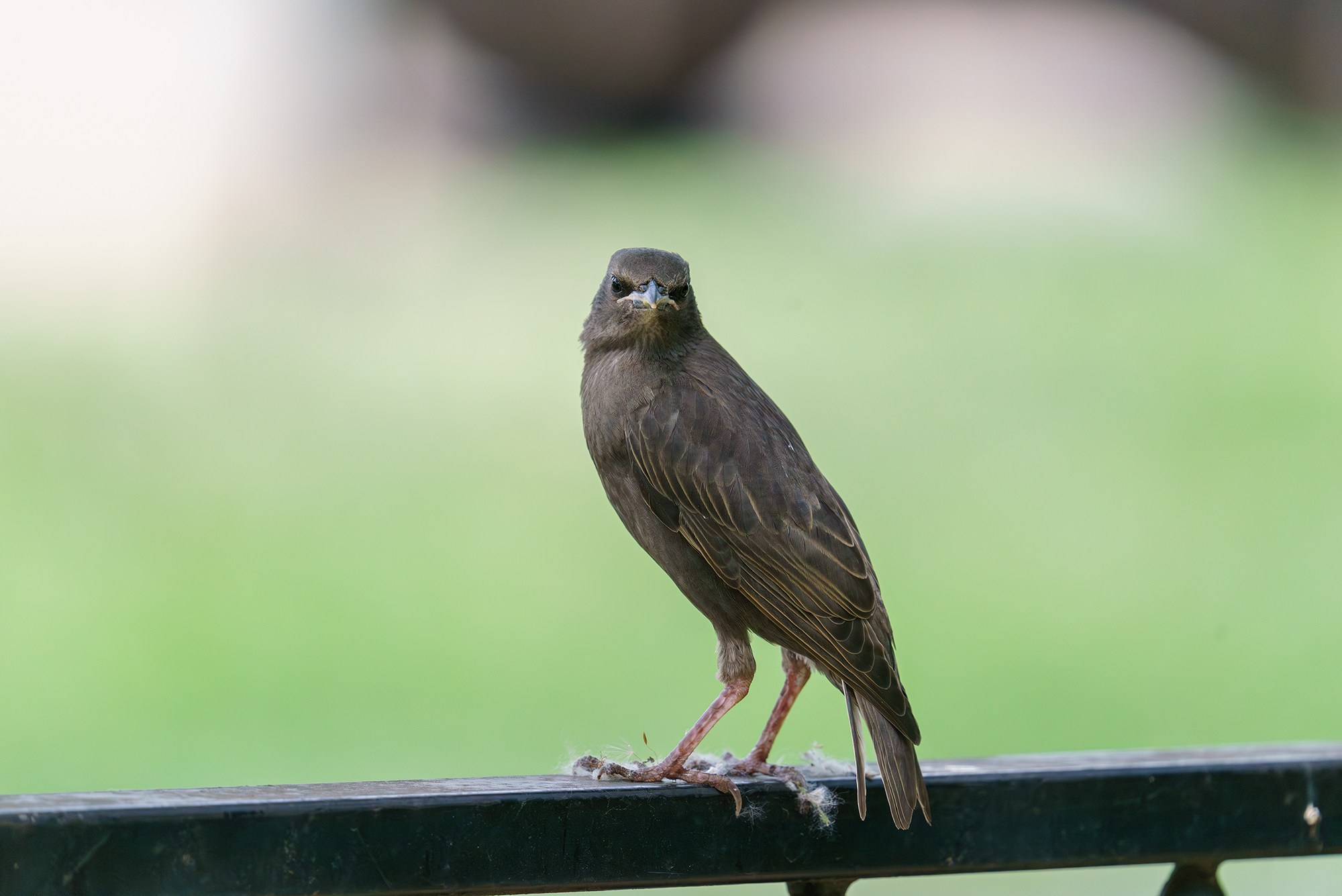 Удивительные мир птиц. Вокруг нас столько прекрасного — присмотритесь!. Ваш личный фотограф Марина Волкова