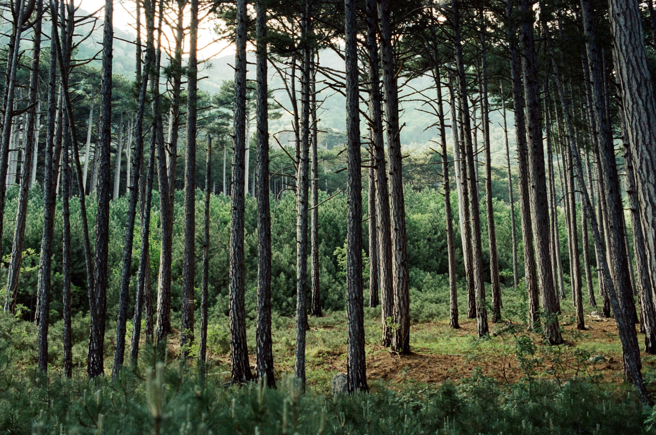 Silver strings // ukraine, crimea VI. EVER EXPOSED