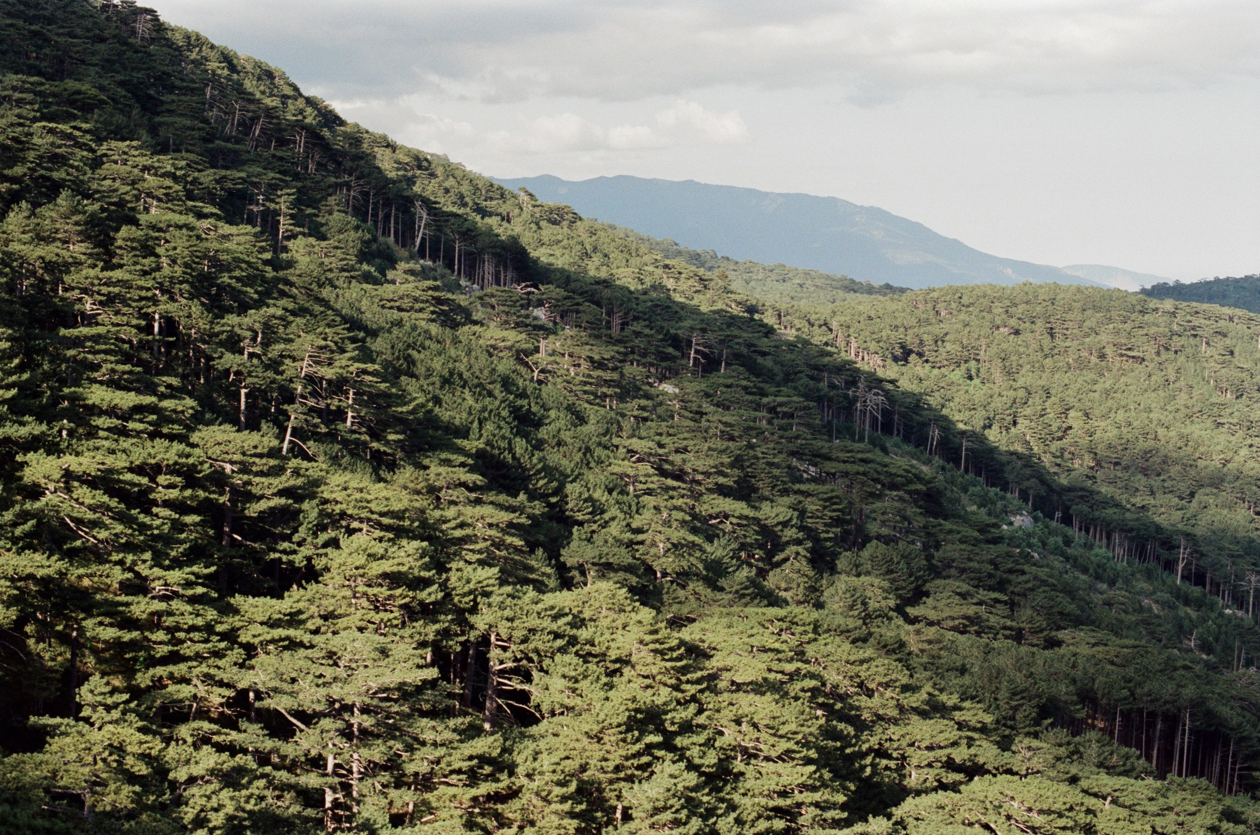 Silver strings // ukraine, crimea IX. EVER EXPOSED