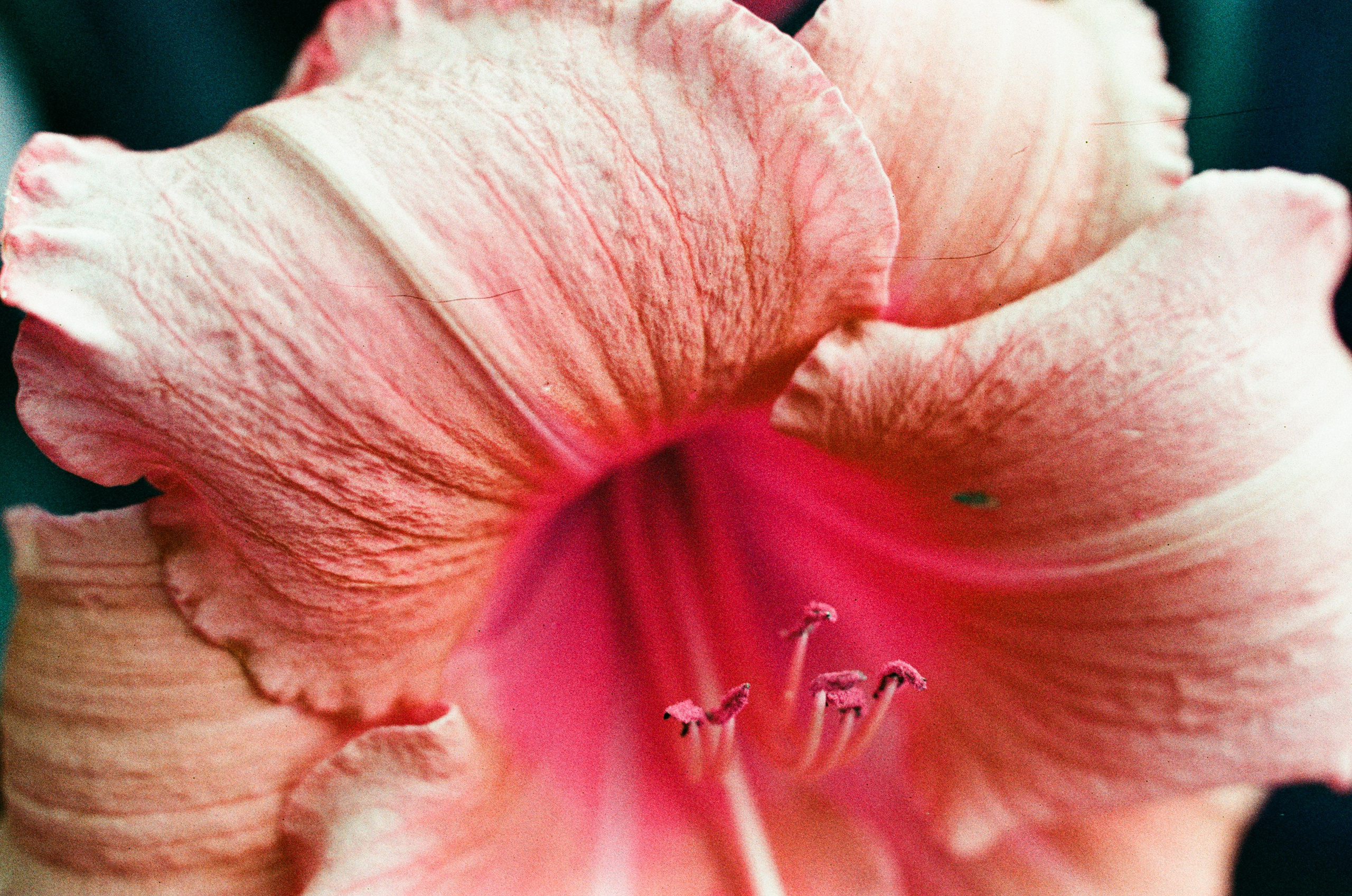 Point of no reply // ukraine, crimea VIII. EVER EXPOSED