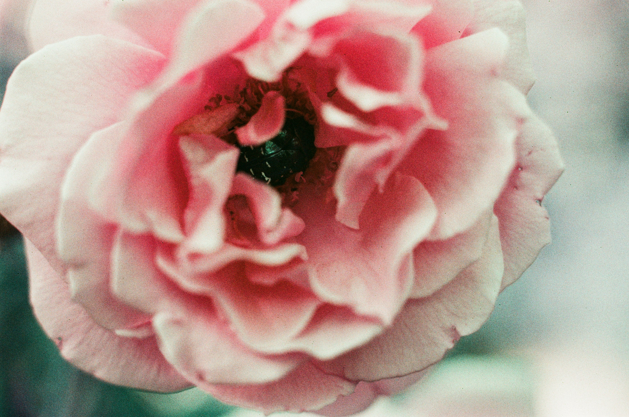 Point of no reply // ukraine, crimea VIII. EVER EXPOSED