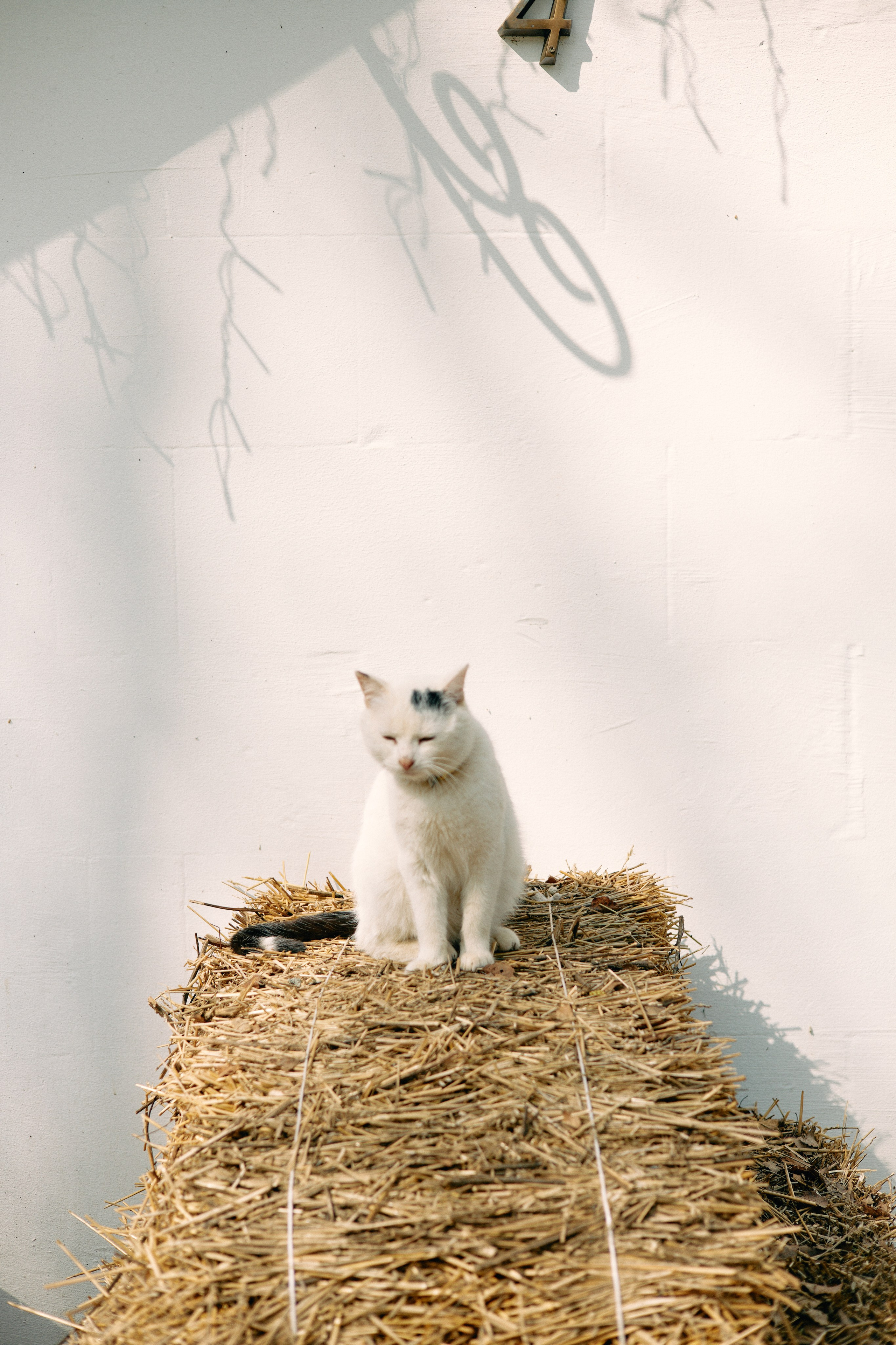Бутик-отель Поле летом. Профессиональный Фотограф во Владимире, в Москве и в Суздале — Полина Романычева