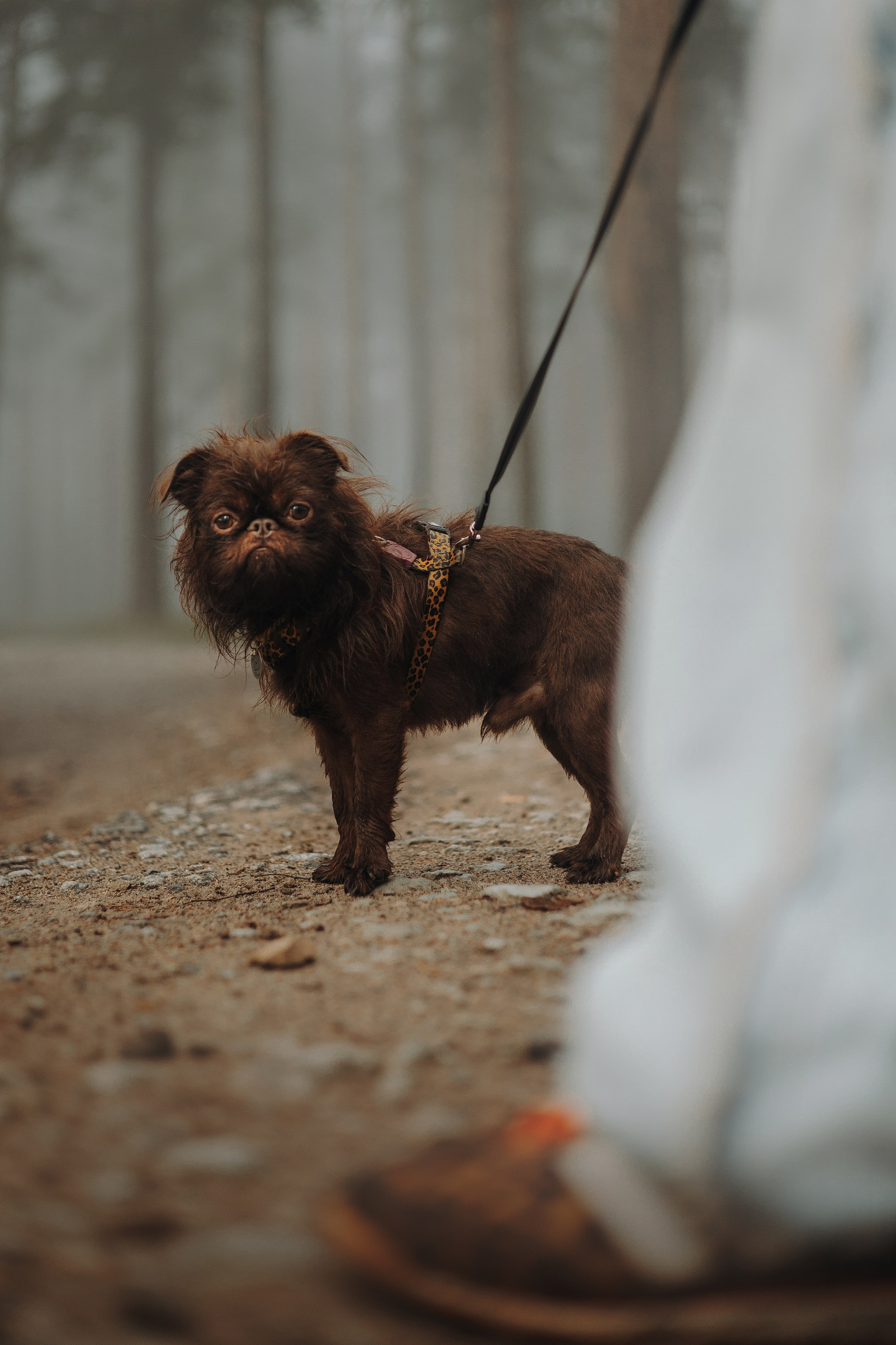 Наташа & Оззи & Йоша. Фотограф — анималист •love-story•|Санкт-Петербург