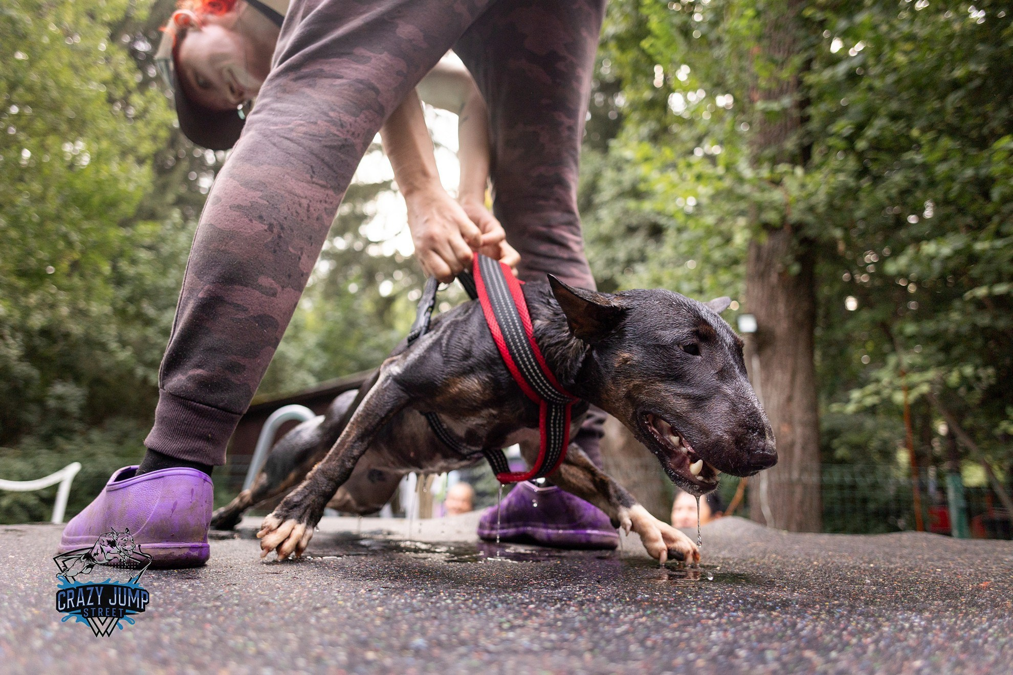 Собаки, спорт, Док дайвинг. Свадебный и репортажный фотограф в Москве и Московской области