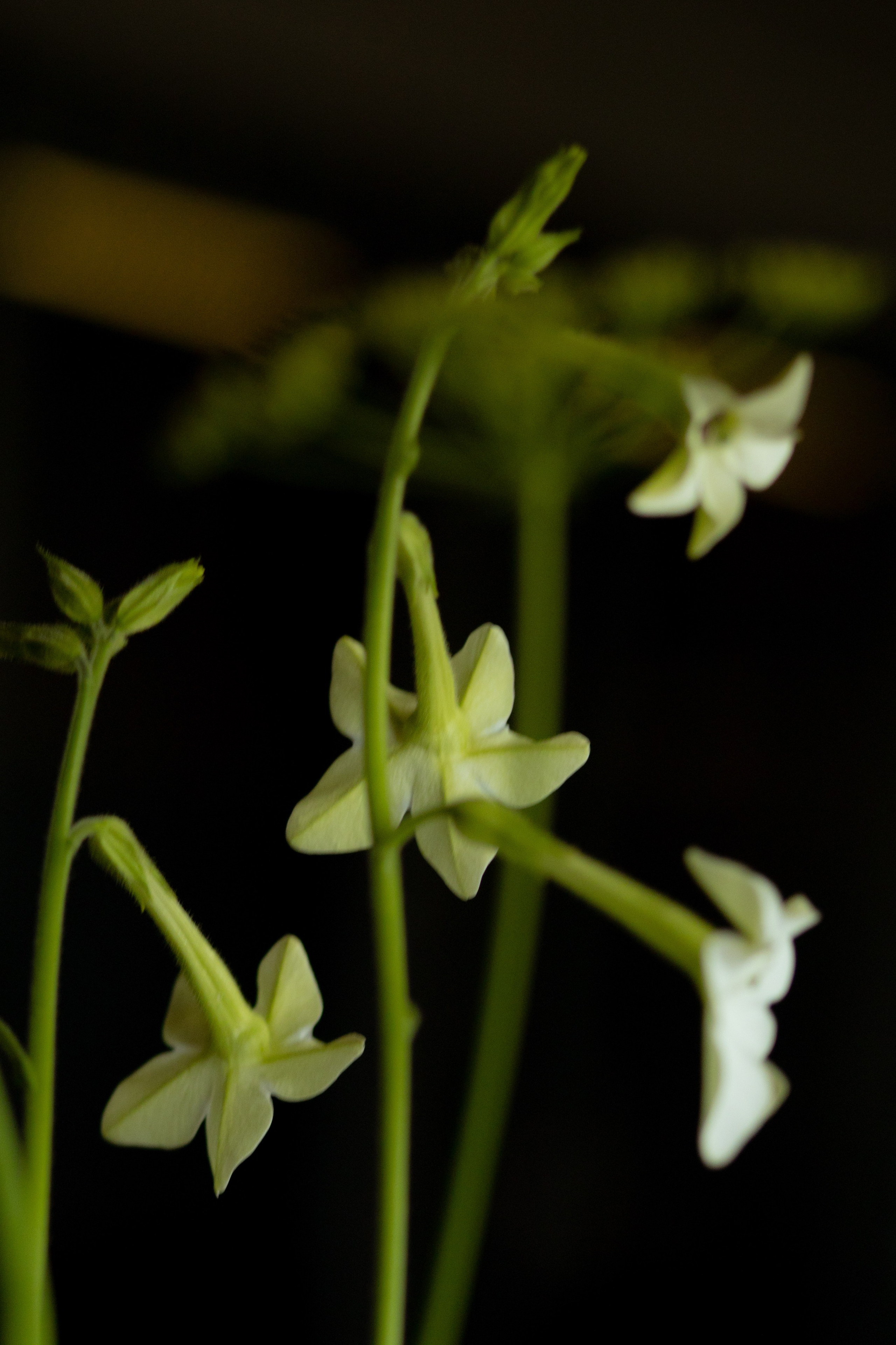 Алина & Николай. Оформление свадеб, декор свадеб Вера Маркова, Москва