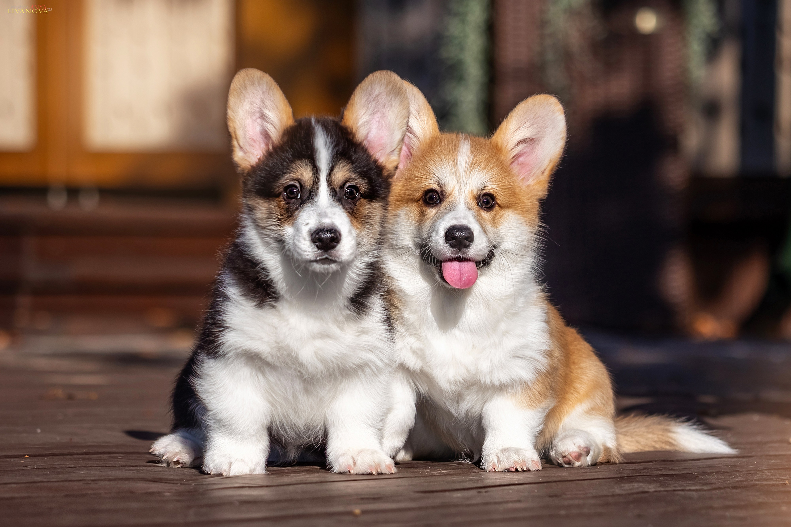 Коржики. Фотограф анималист Аня Ливанова | Рыбинск