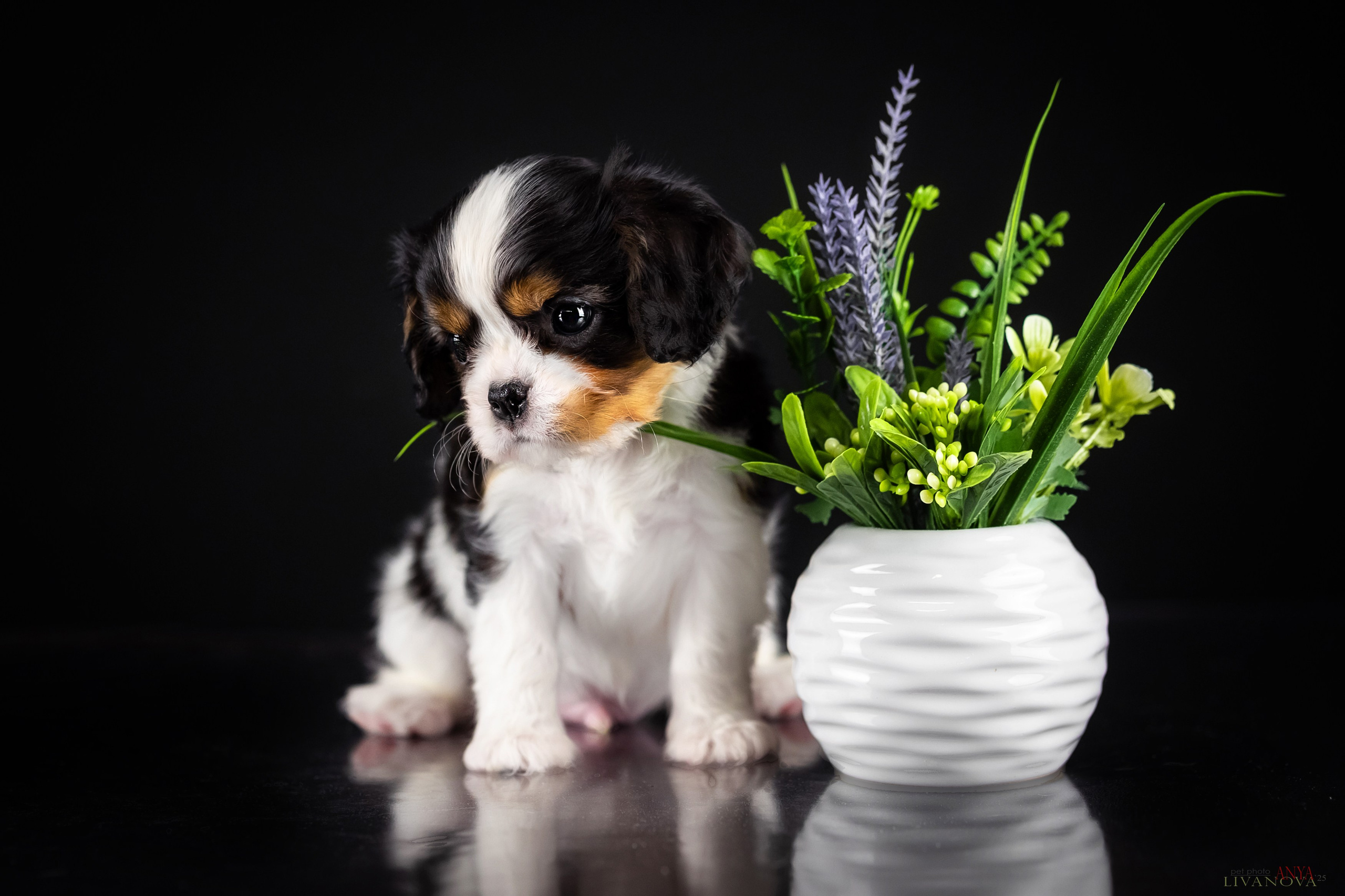 Кавалерчики. Фотограф анималист Аня Ливанова | Рыбинск
