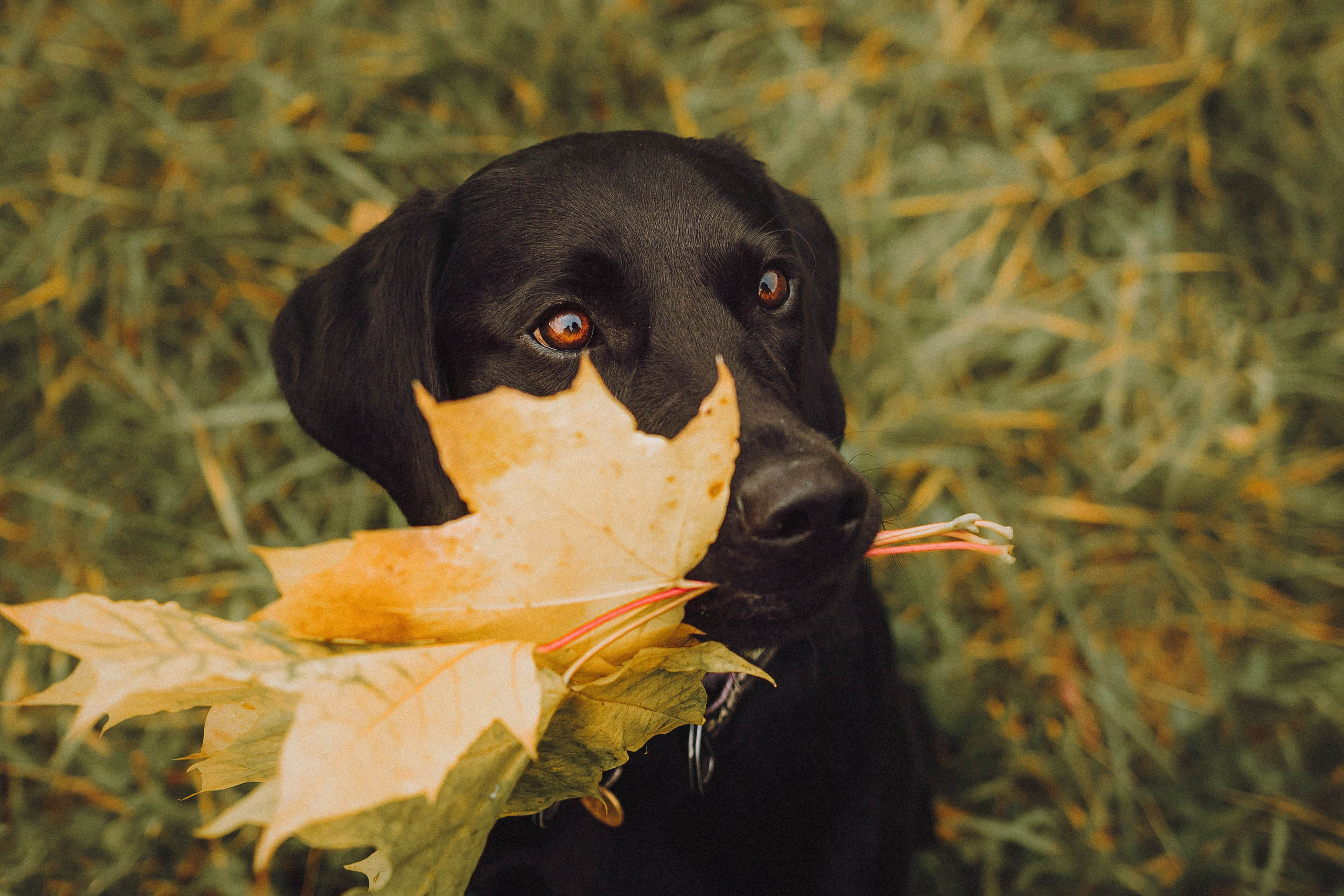Аня, Нео и Луна