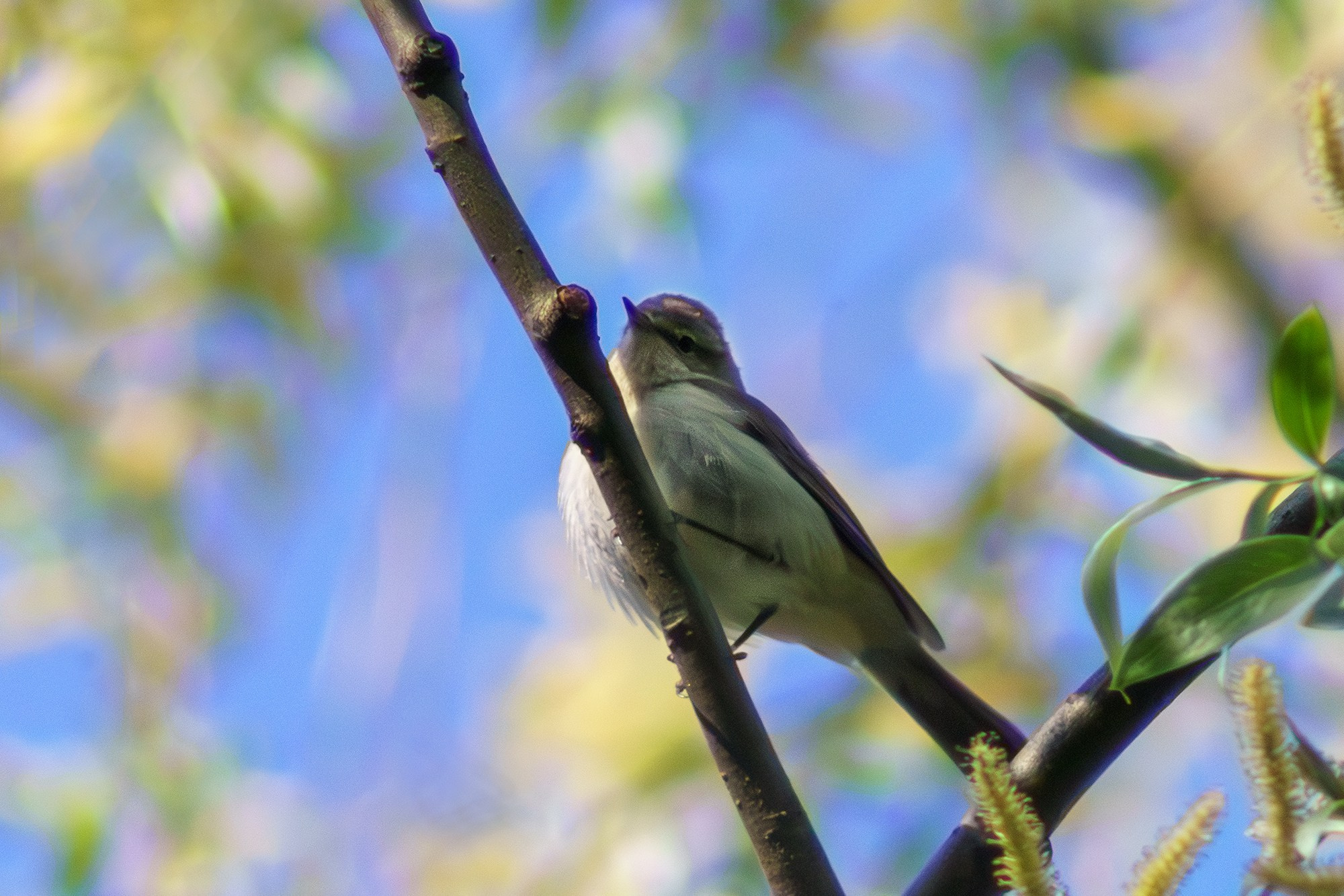 Удивительные мир птиц. Вокруг нас столько прекрасного — присмотритесь!. Ваш личный фотограф Марина Волкова