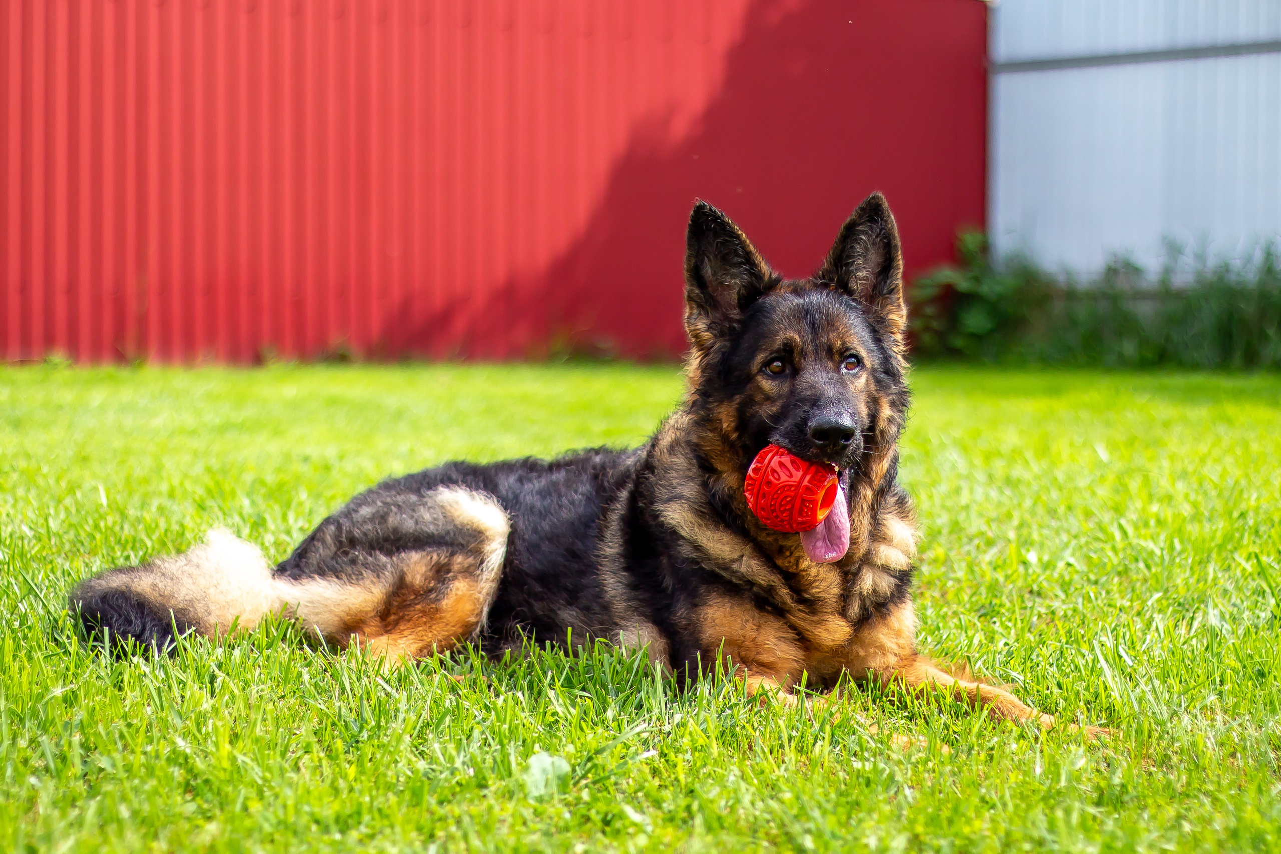 Собачья жизнь — Зоогостиница «Счастливые мечтатели». Фотограф • Орехово-Зуево • Балашиха • TEFO