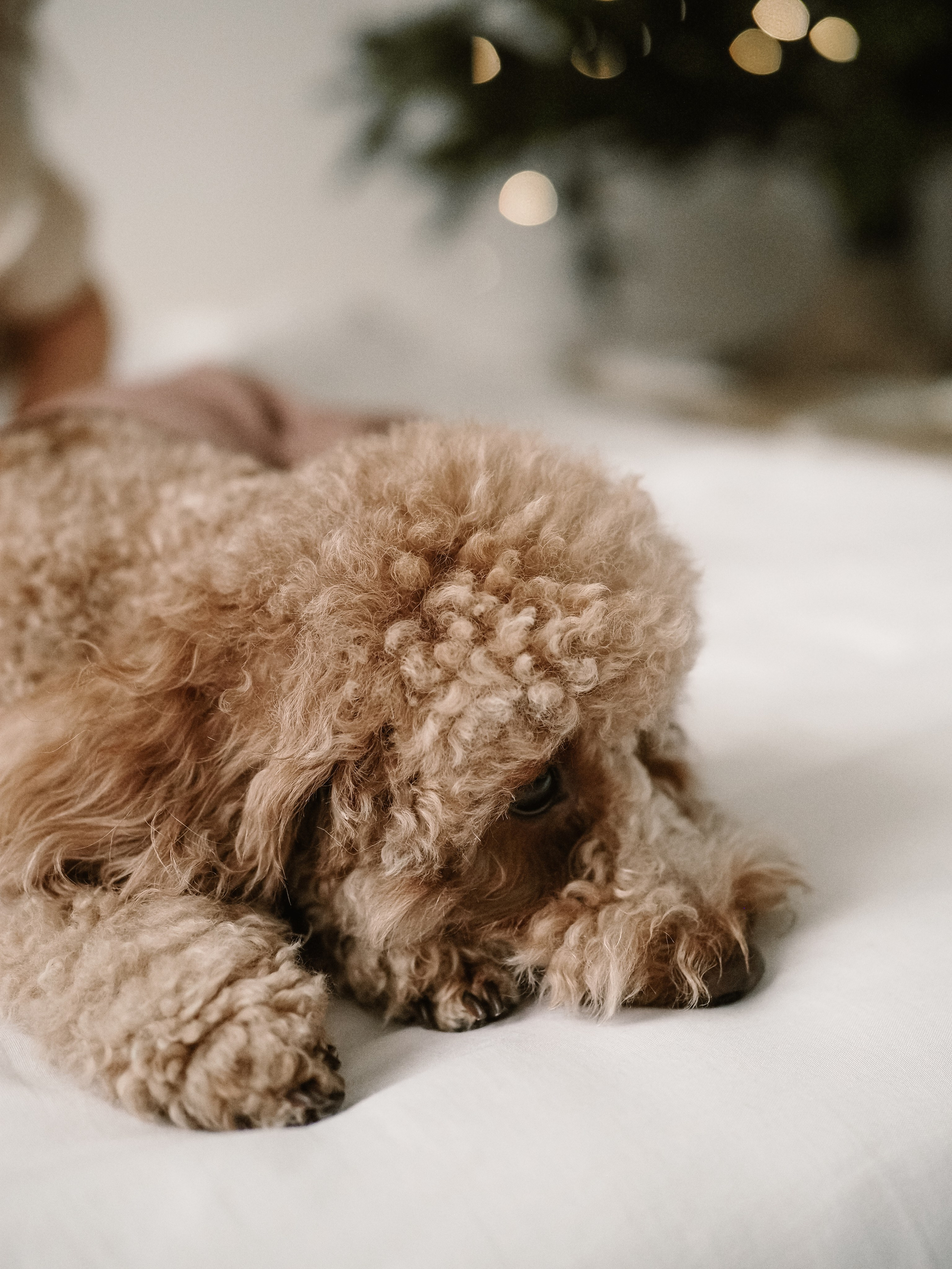 Вся семья и самый главный. Фотограф Рязань. Семейный Свадебный фотограф