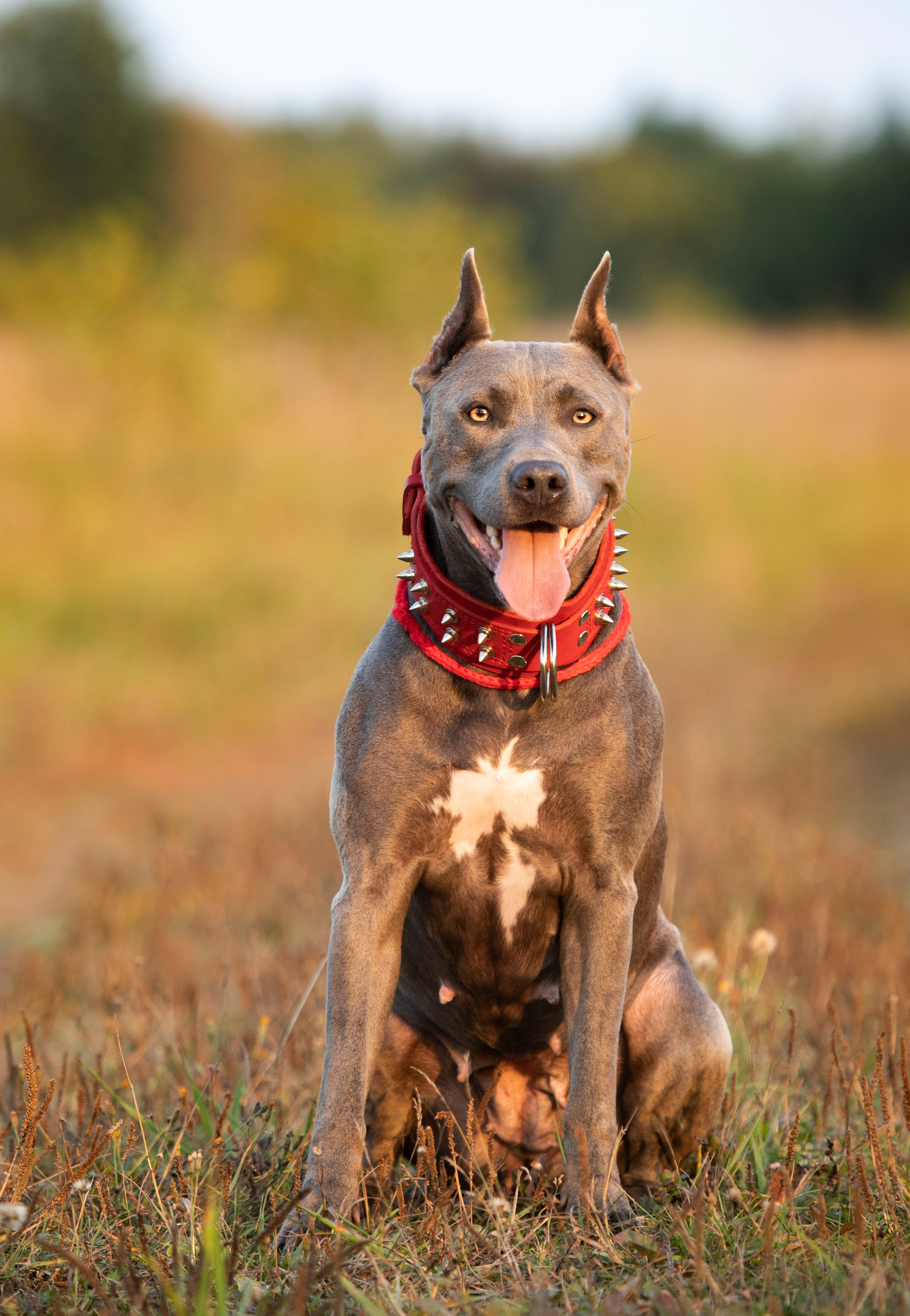 Прогулочные фотосъёмки лес, поле. Фотограф-анималист Павлова Любовь