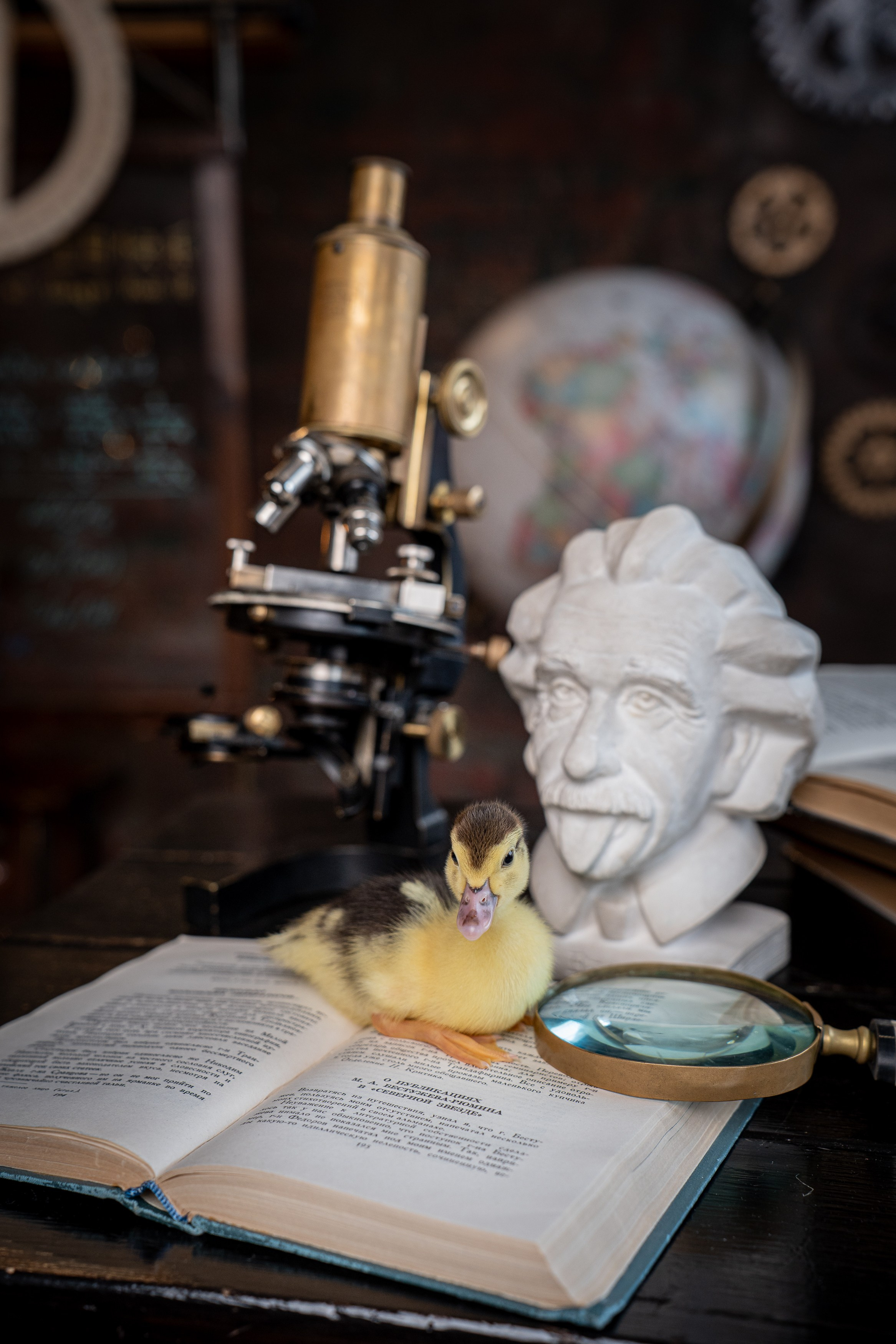 Анимализм. Портретный фотограф Олеся Владимирова в Москве