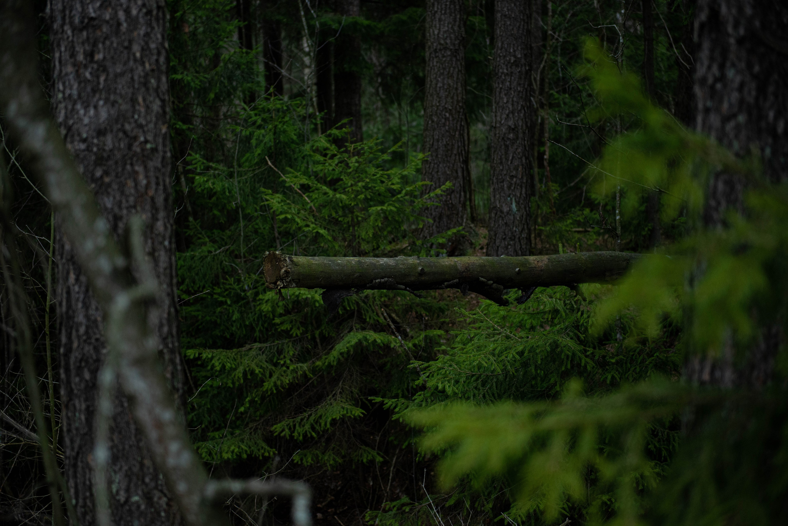 Лен. область. Фотограф Алиса Аспер