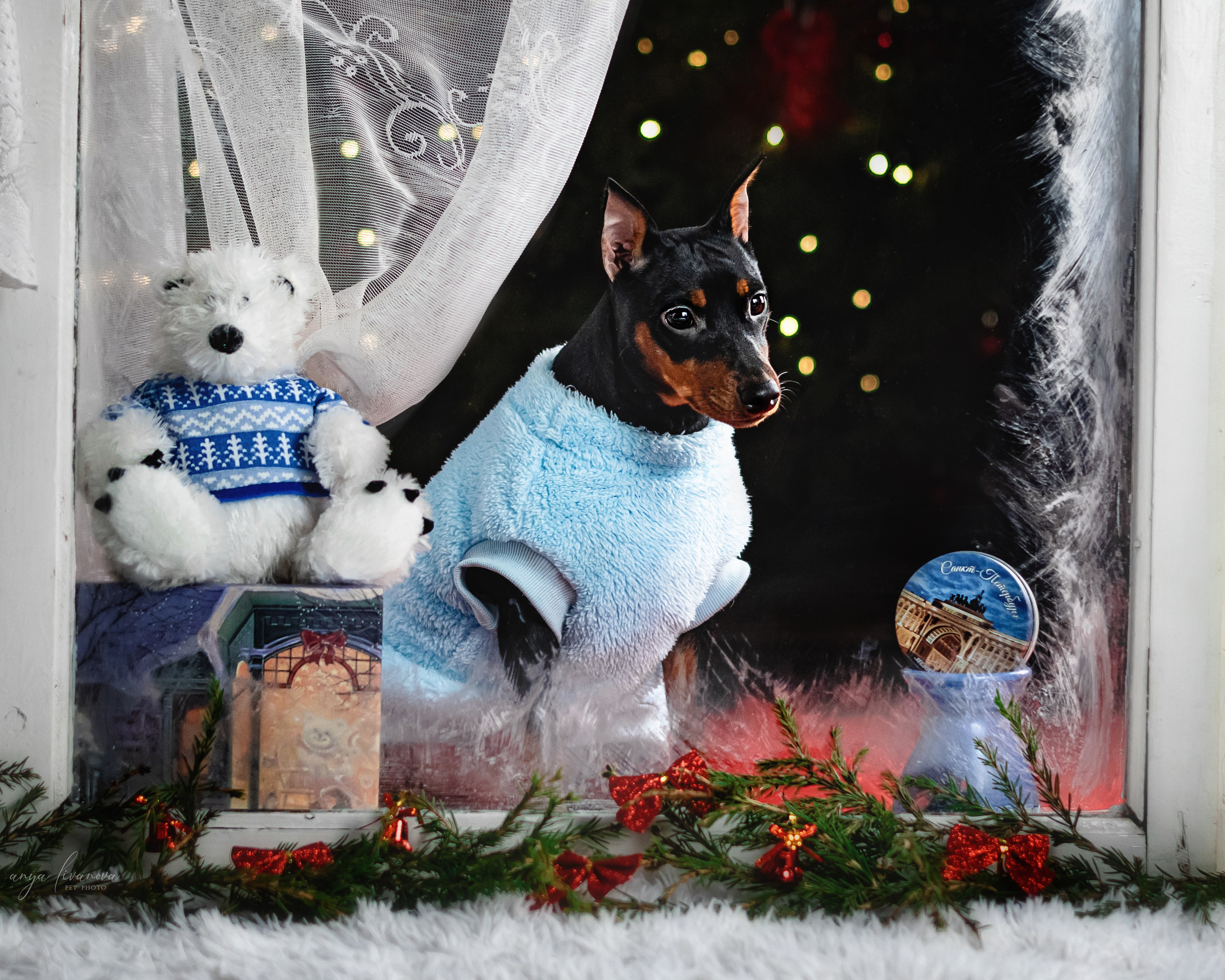 Окошко. Фотограф анималист Аня Ливанова | Рыбинск