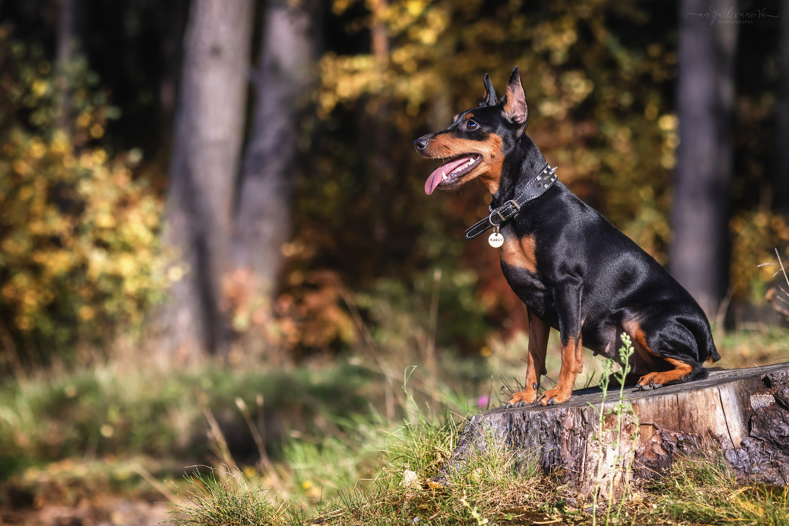 Мия — Тайсон — Марси и Лена. Фотограф анималист Аня Ливанова | Рыбинск