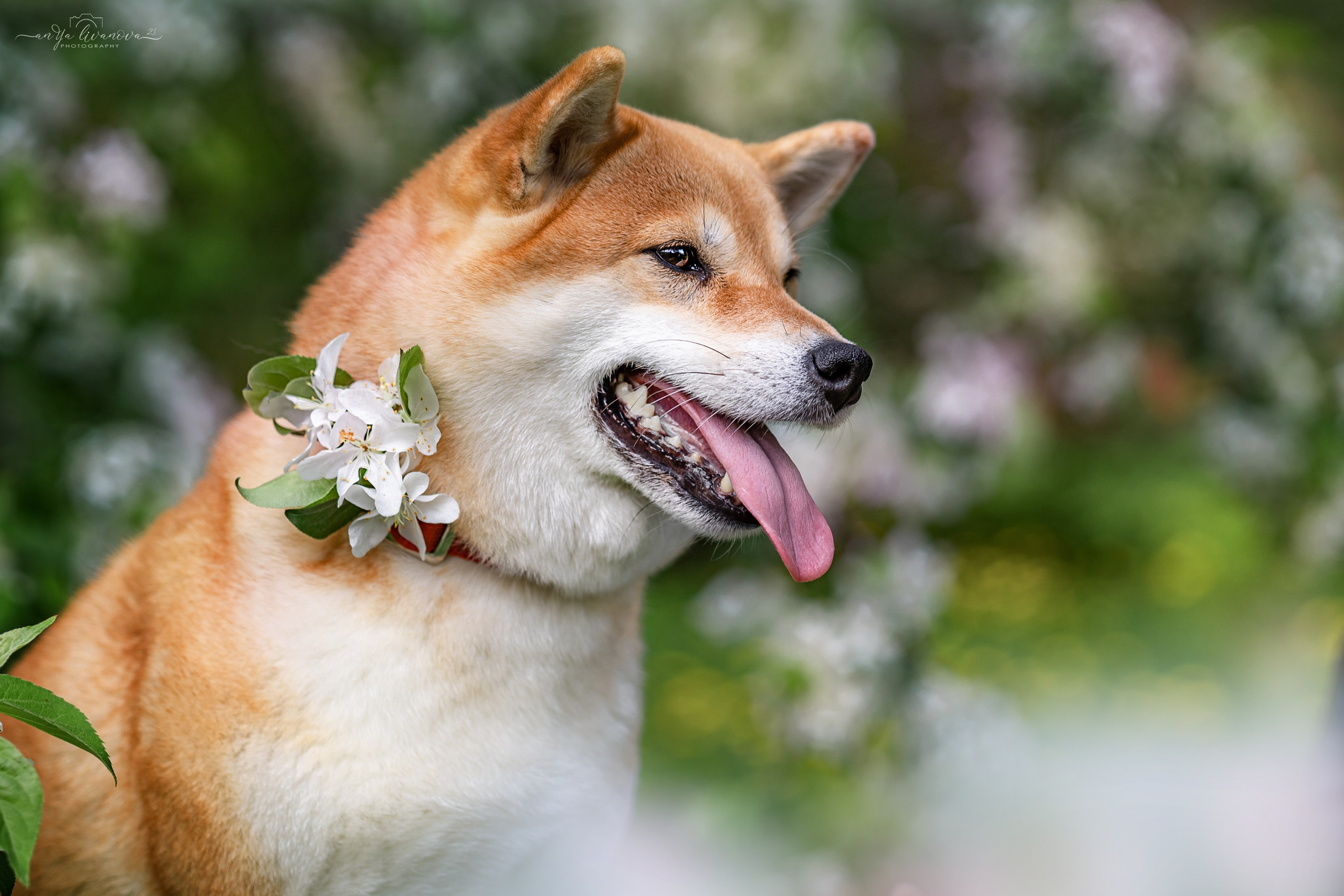 Яблони. Фотограф анималист Аня Ливанова | Рыбинск