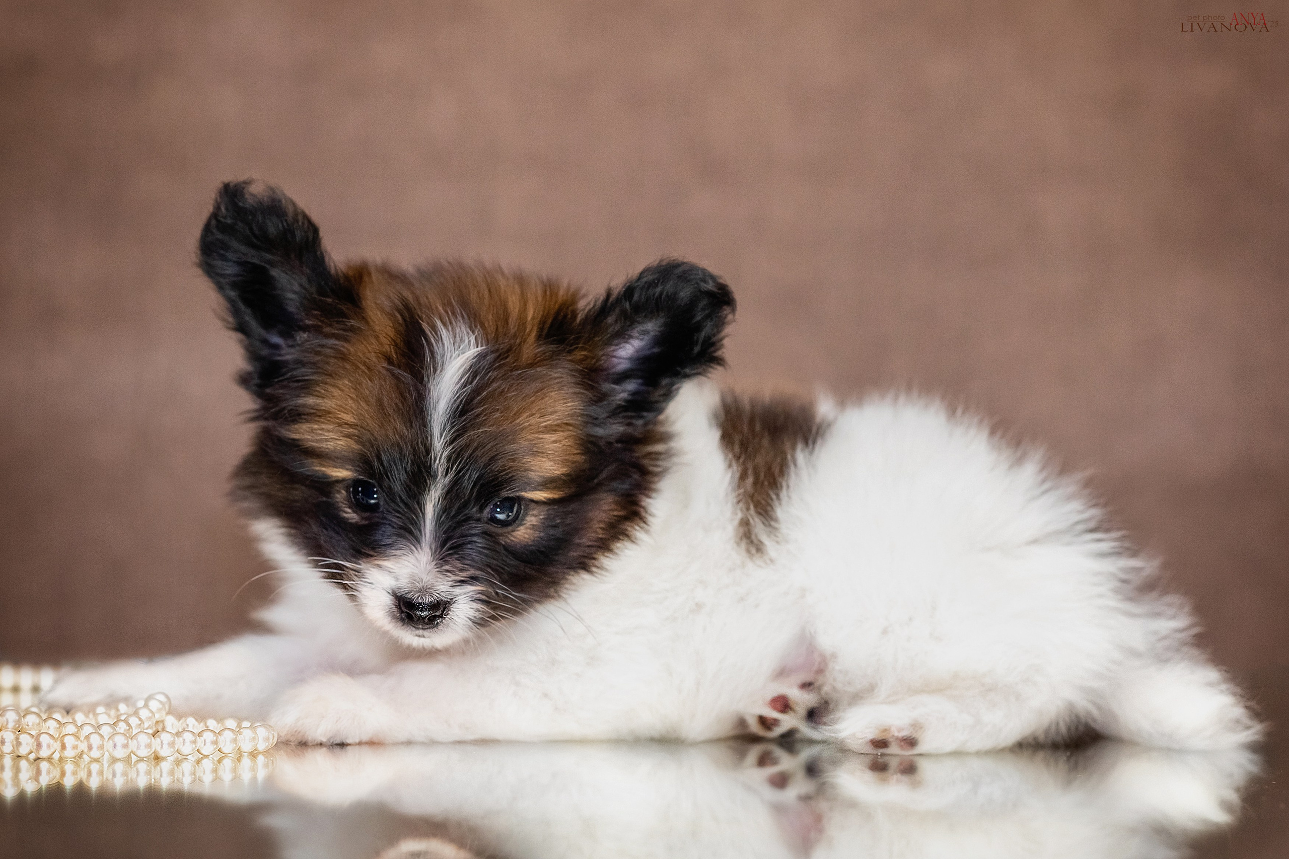 Папийончики. Фотограф анималист Аня Ливанова | Рыбинск
