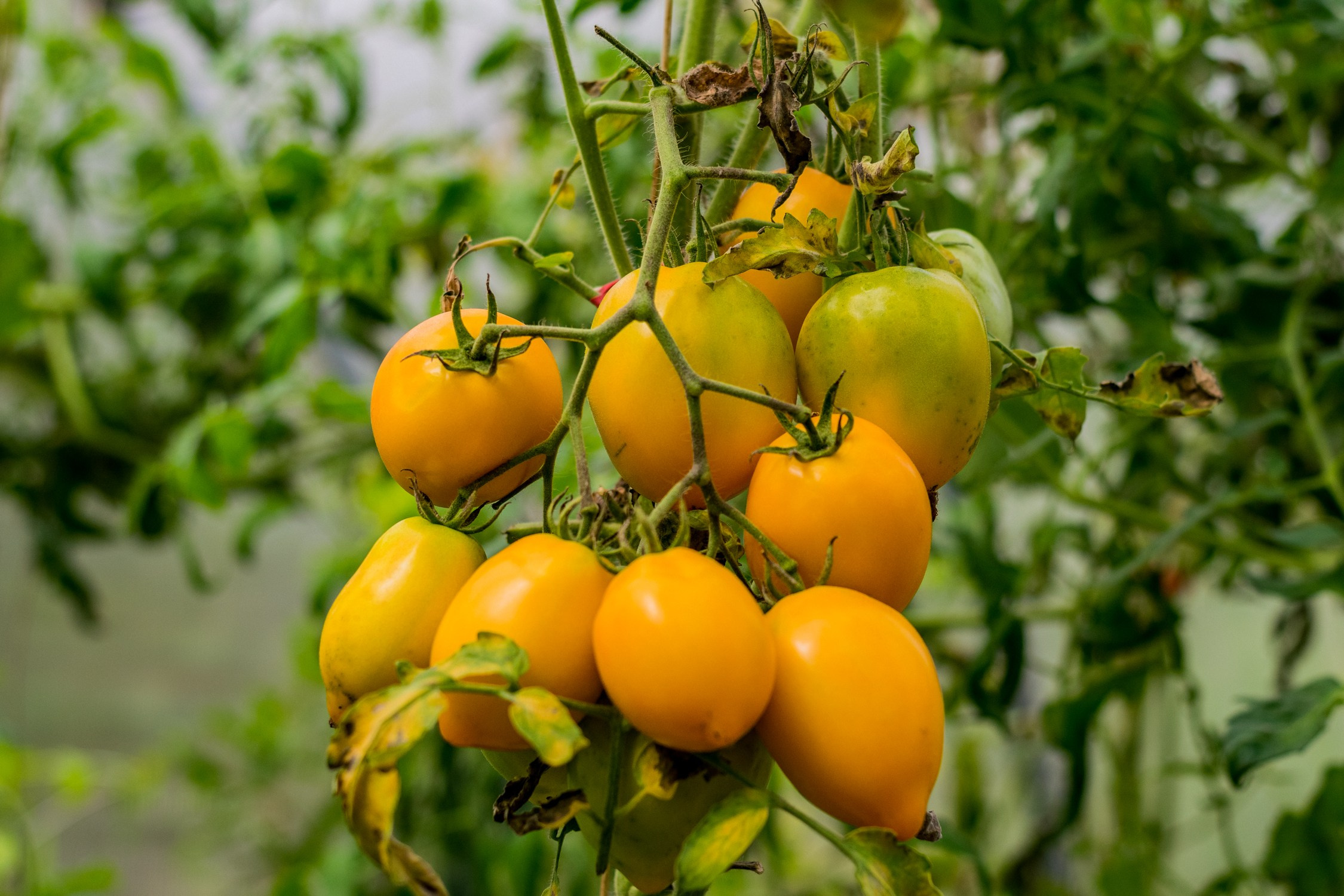 Антон Курдюмов фотограф в Хабаровске Рина Курдюмова фото27 foto27 Антон Дорофеев репортажный репортаж документалист Тони и Рина фотосоздатели Виноградники Хехцир 2024 Хабаровск виноград дикий фермер фермерство дачный сезон