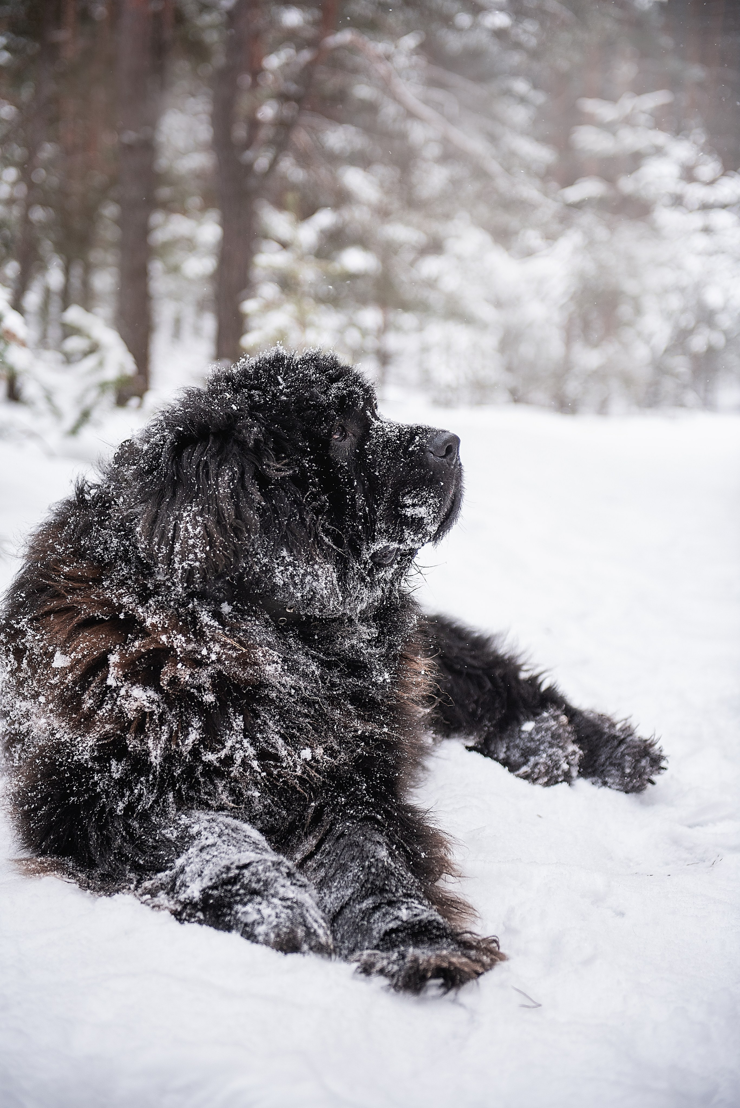 Ньюфаундленды. Мотофотограф в Нижнем Новгороде Динара Зуйкова