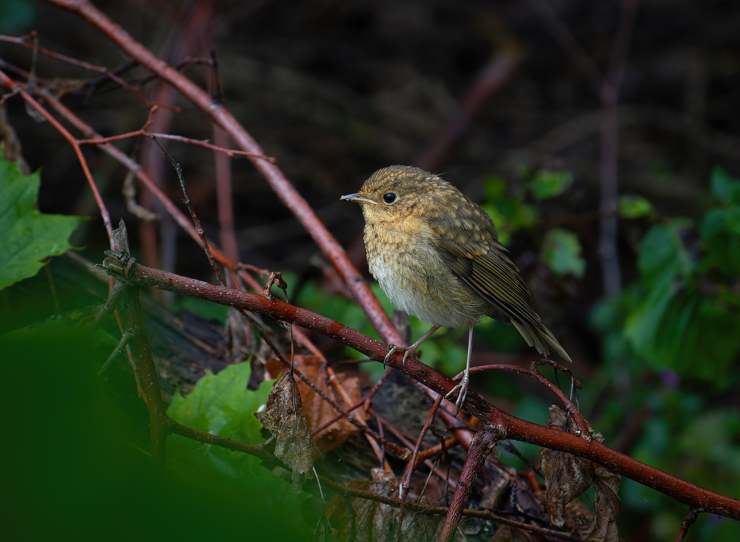 Птицы и животные. Oles Paritskiy