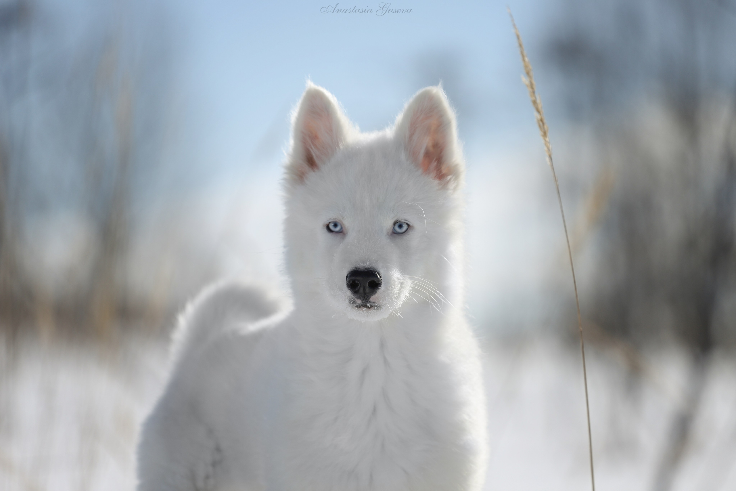 Фотосъёмка собак. Семейный и анималист фотограф в Переславле Анастасия Гусева